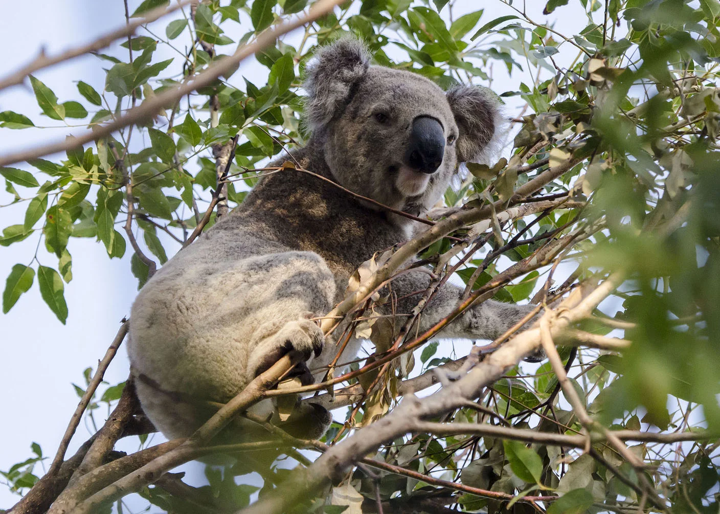 Koala