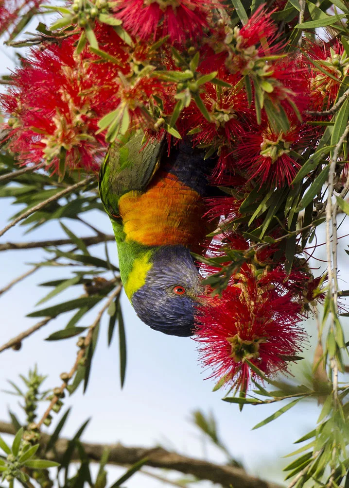 Rainbow Lorikeet