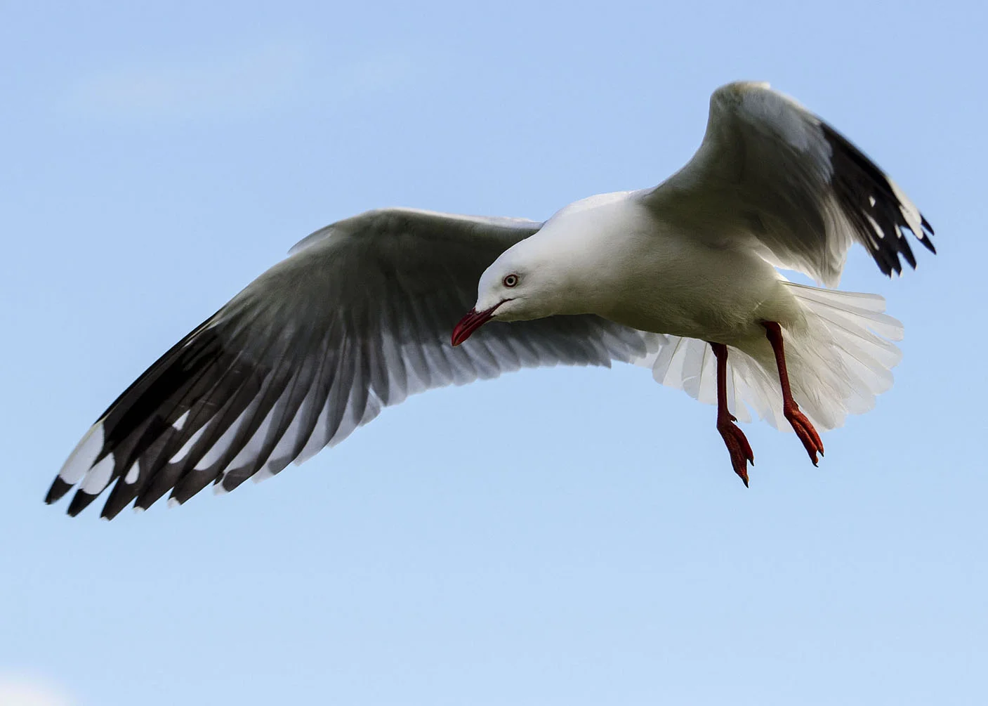 Silver Gull