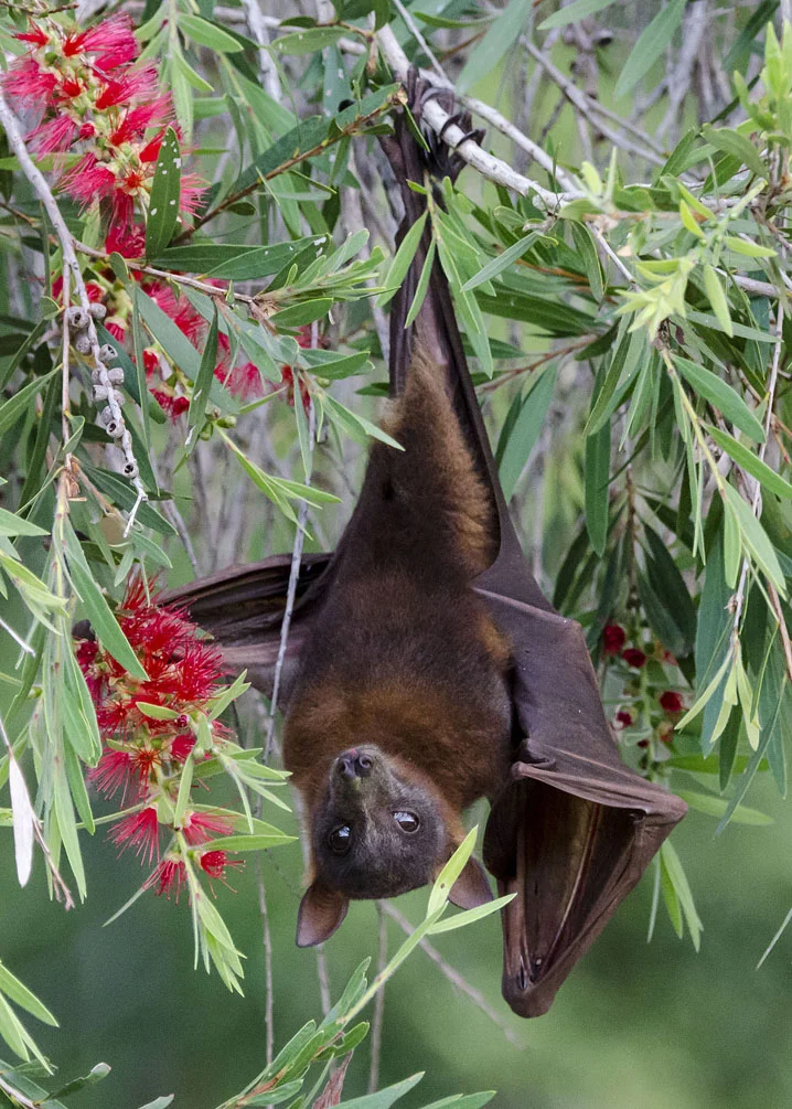 Spectacled Flying-Fox