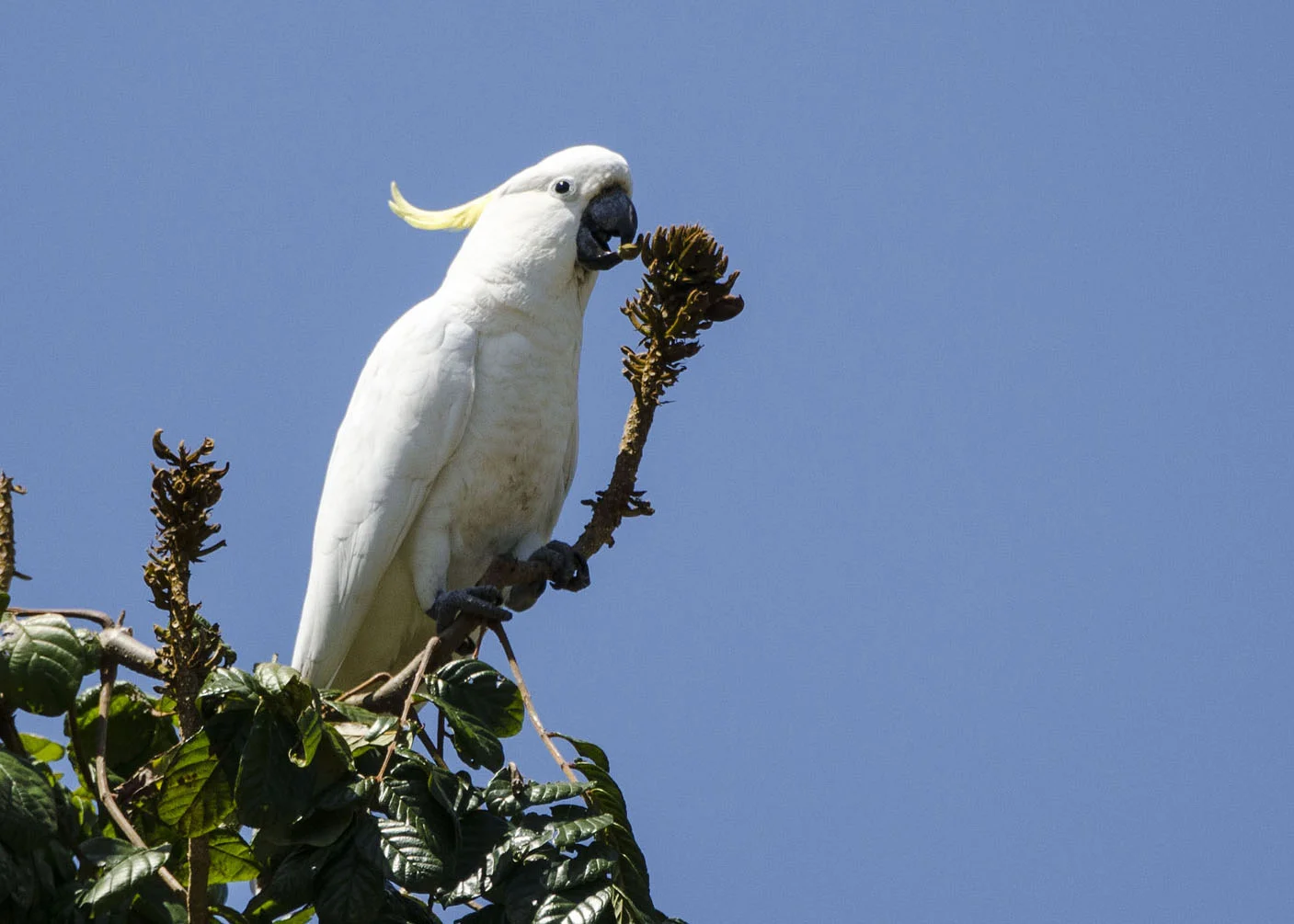 Sulphur-crested Cockatoo