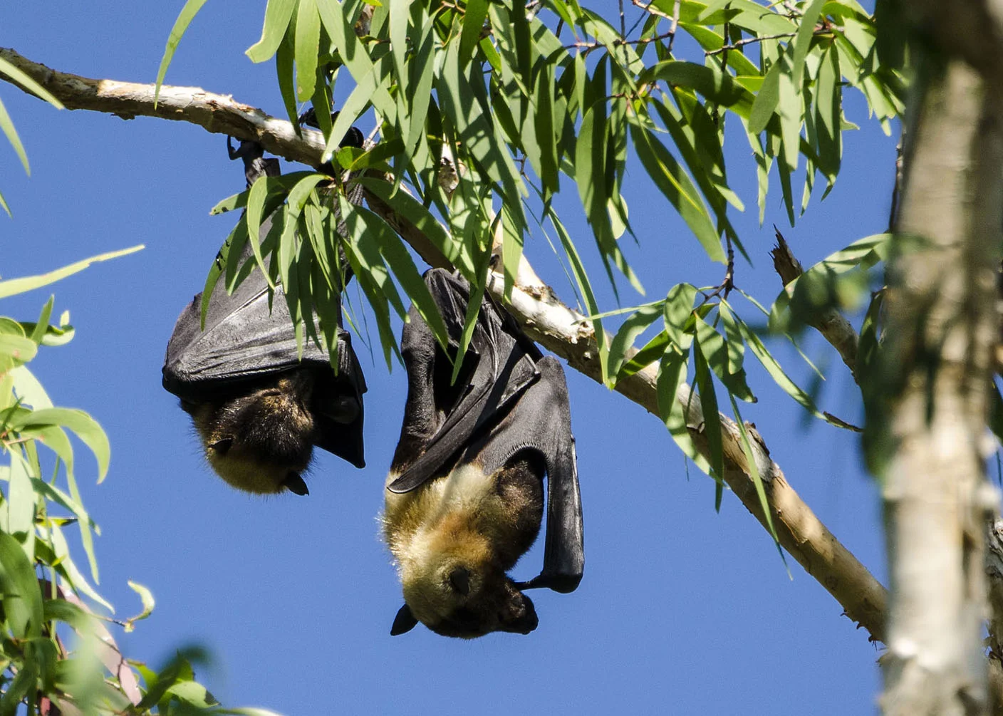 Spectacled Flying-foxes