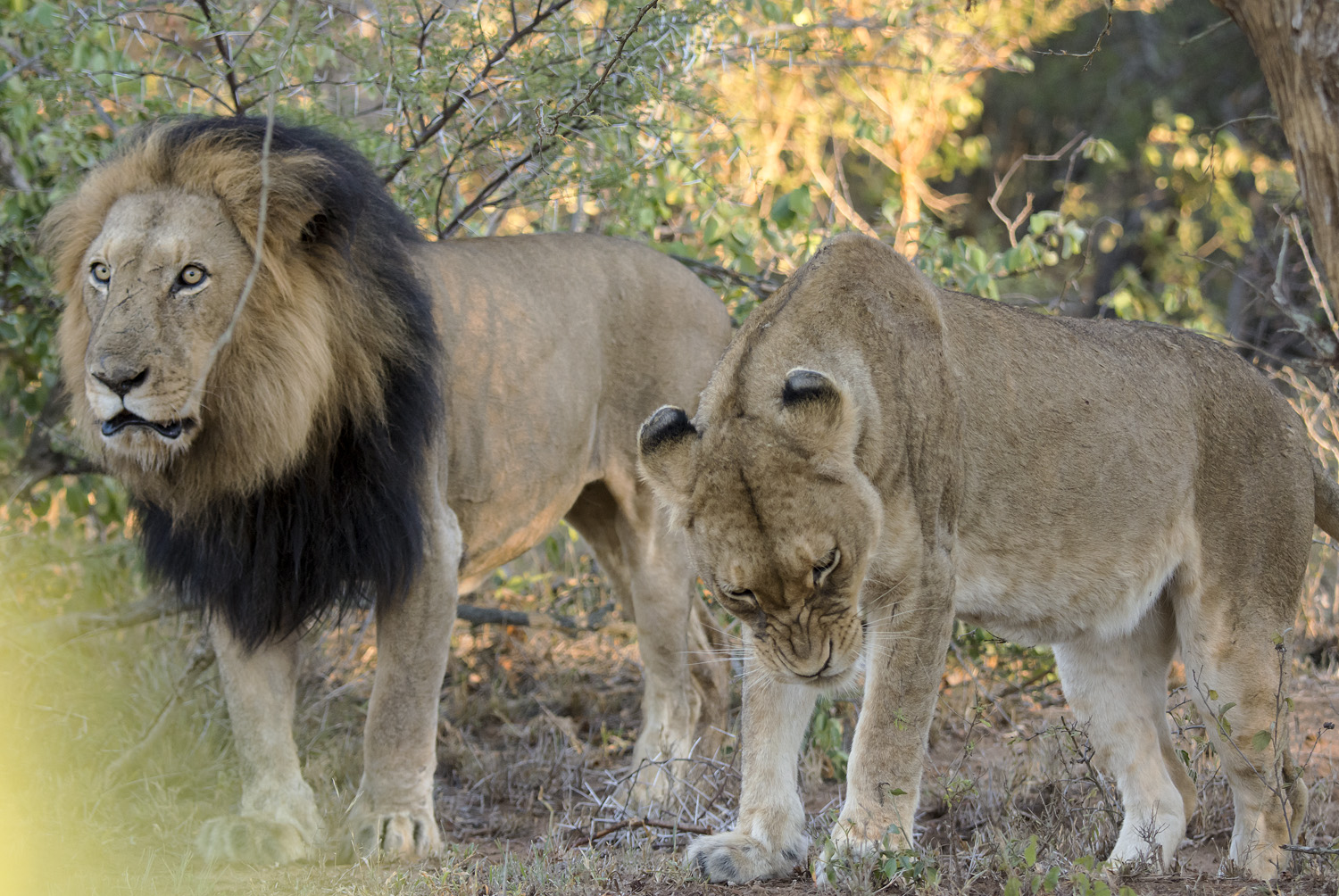 African Lions