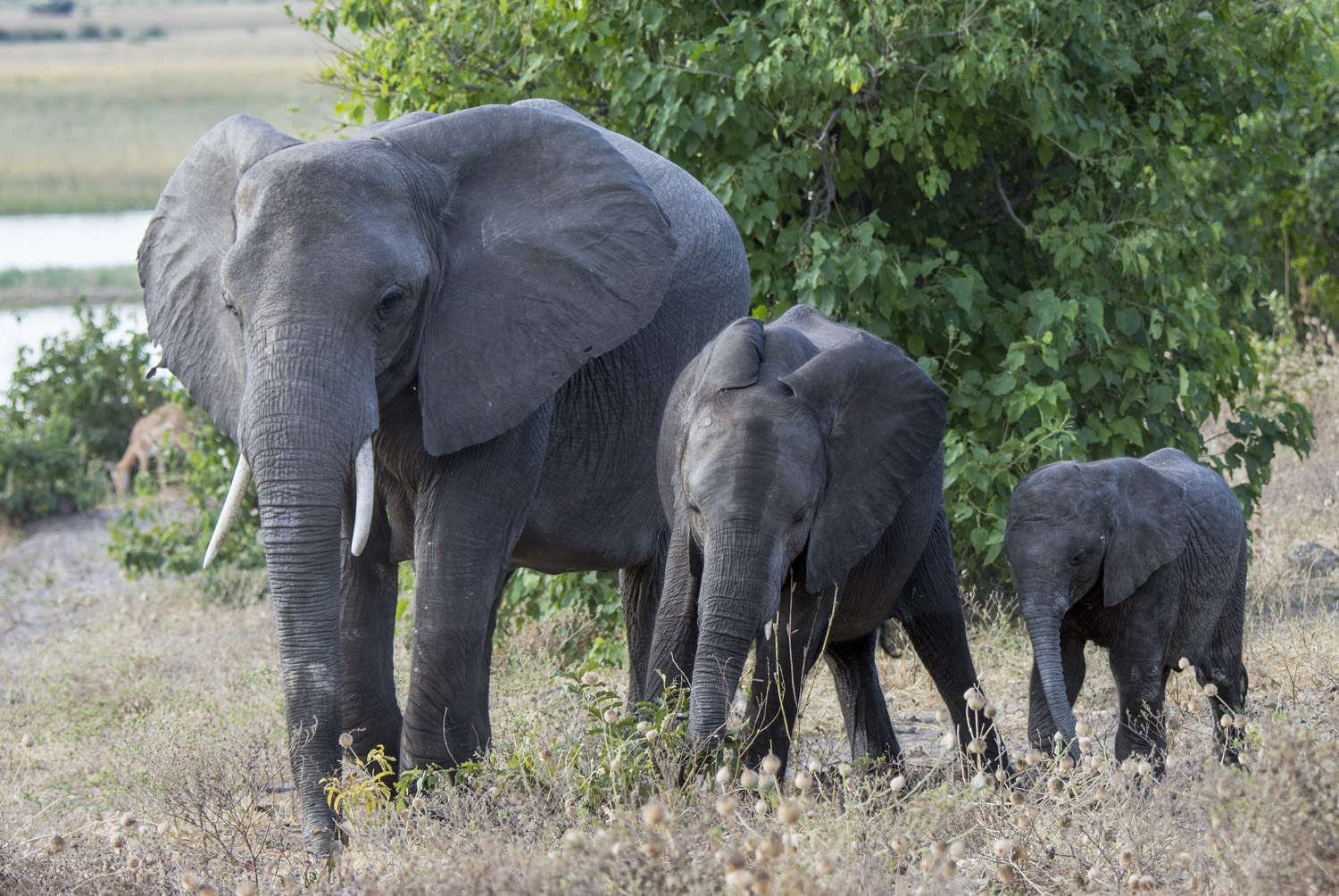 African Elephants