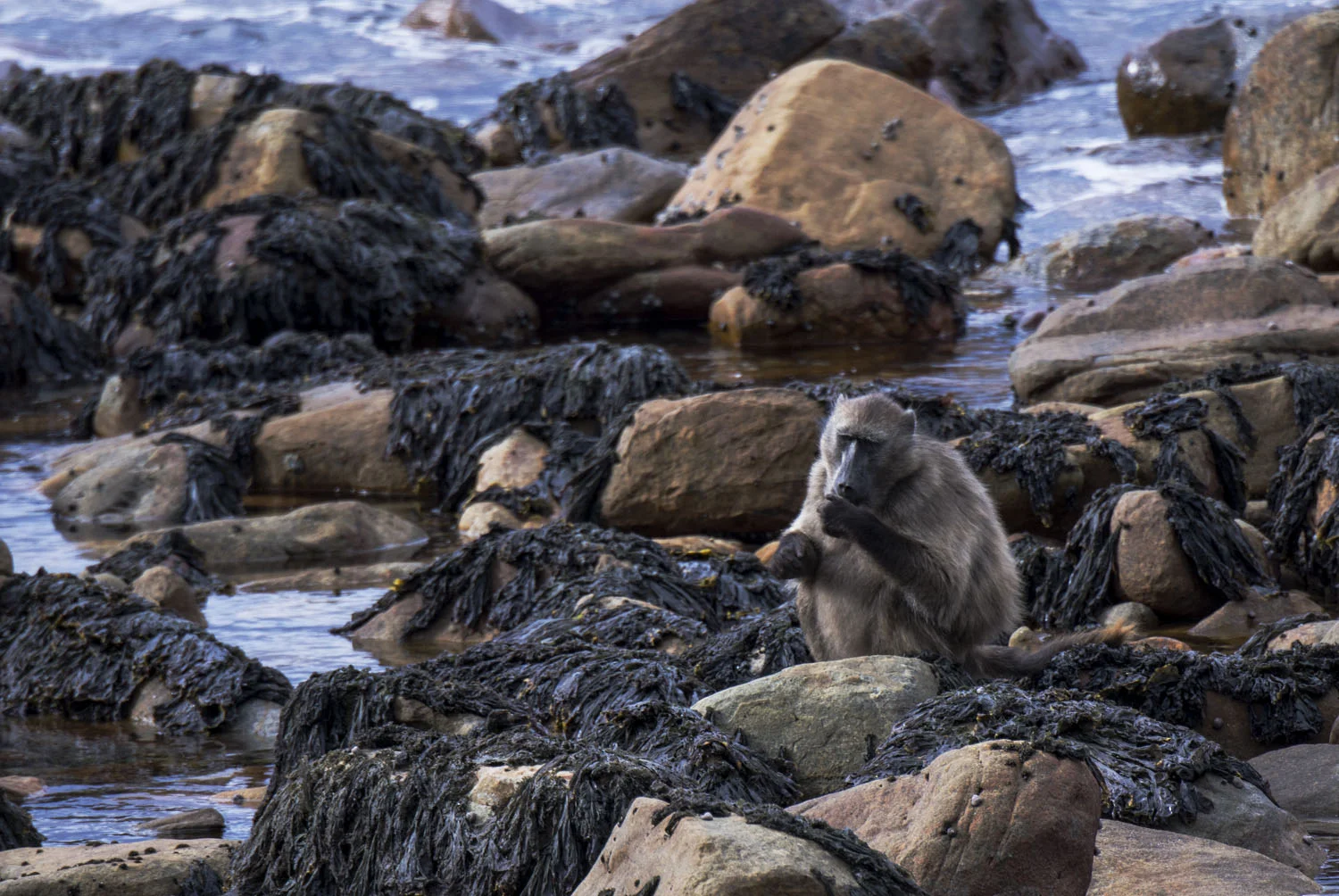 Chacma Baboon