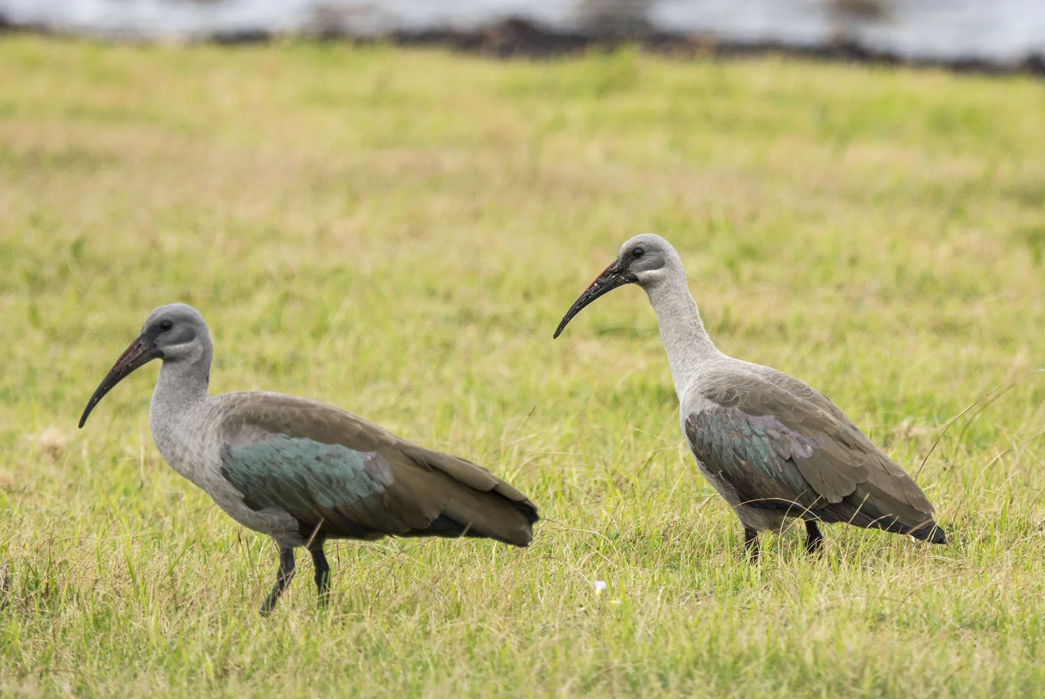 Hadeda Ibis