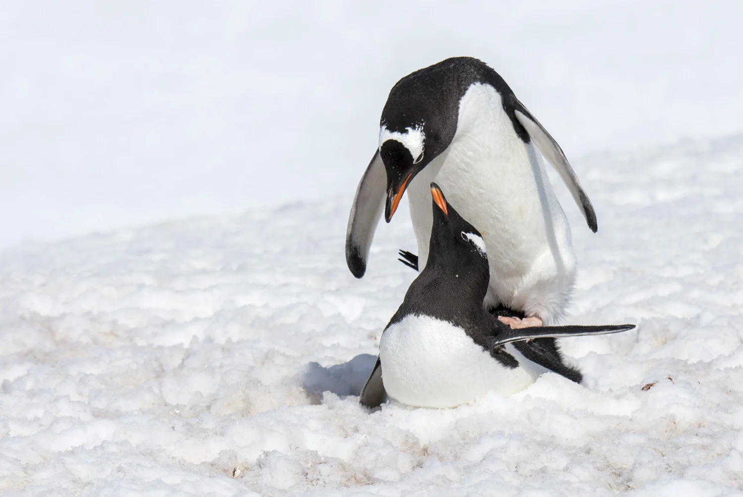 Gentoo Penguins