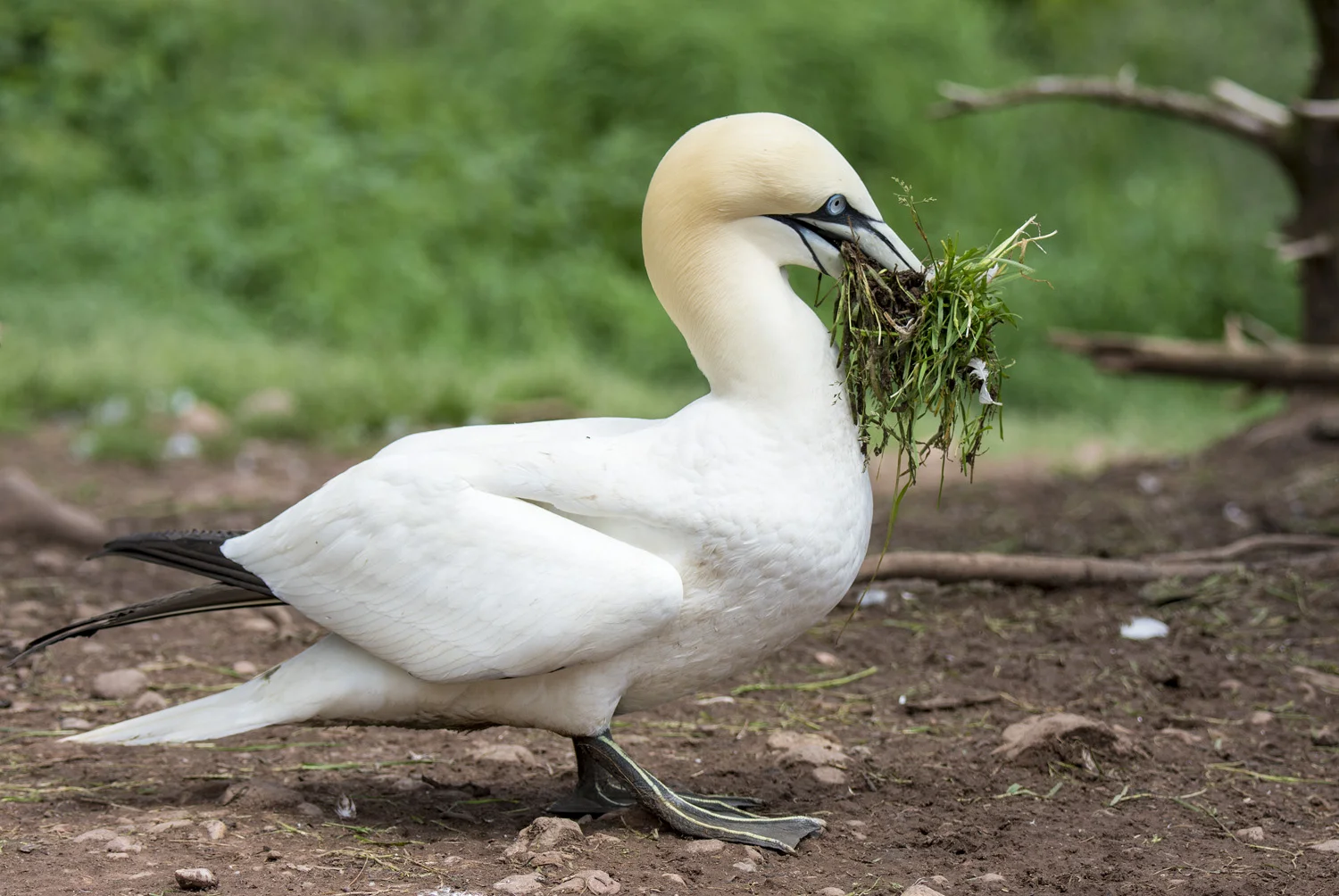 Northern Gannet