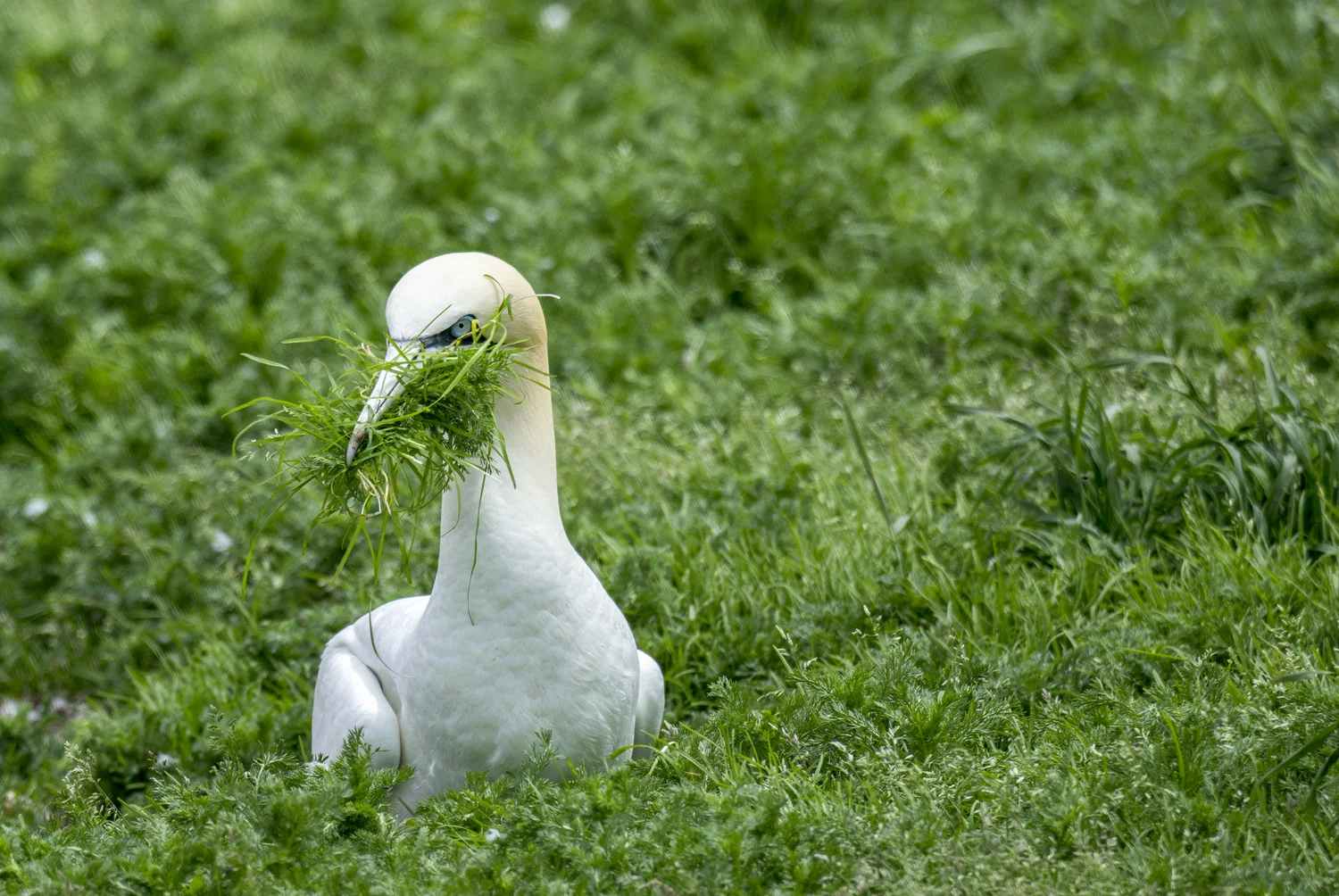 Northern Gannet