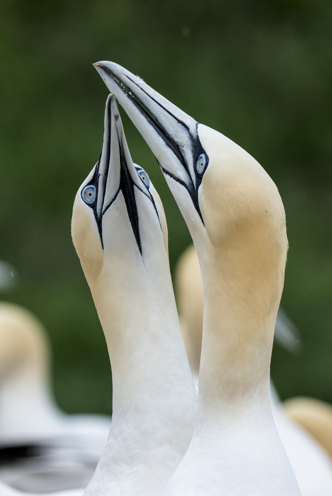 Northern Gannets