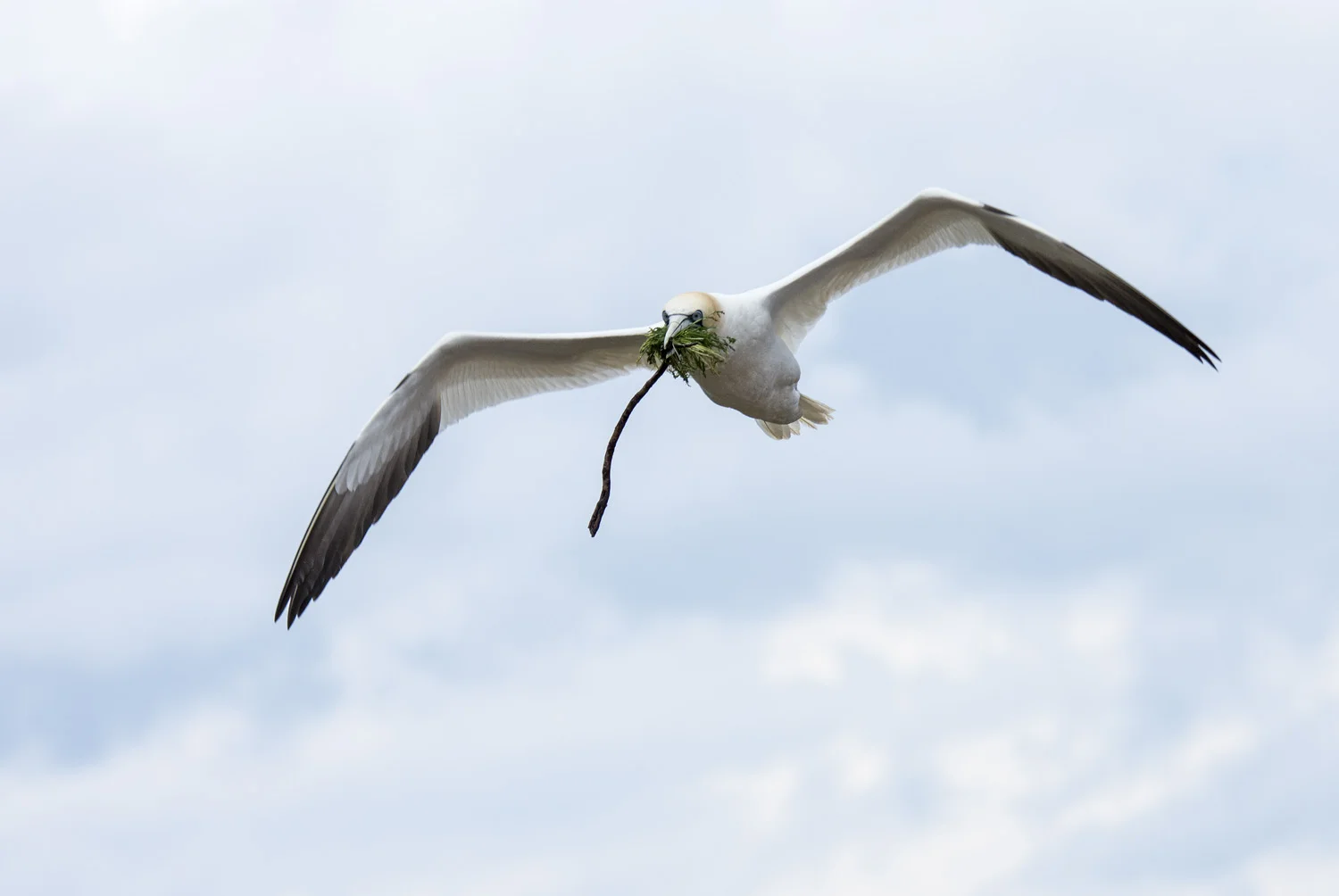 Northern Gannet