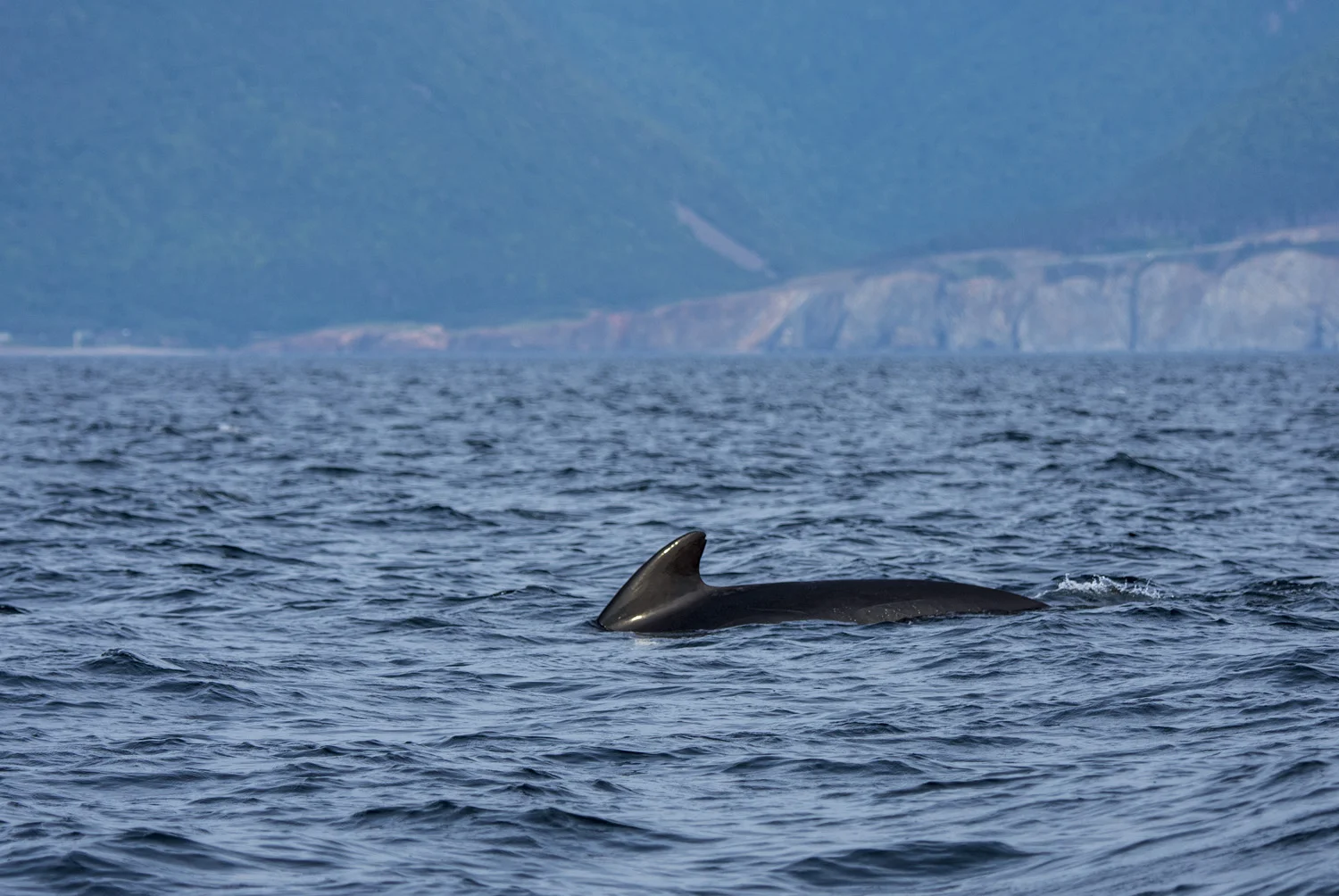 Long-finned Pilot Whale
