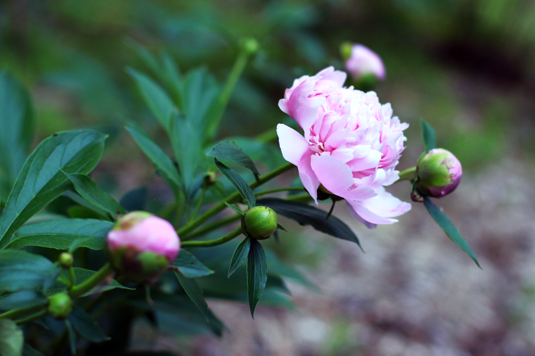 Peony-pinks.jpg