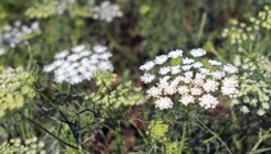 BLOOMING OPPORTUNITIES Stone Barns trials new flower varieties. Read >>