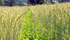 LEY OF THE LAND Field rotation for long-term resilience. Read>>