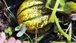 A SQUASH OF A DIFFERENT COLOR On-farm plant breeding in pursuit of a new squash. Read >>