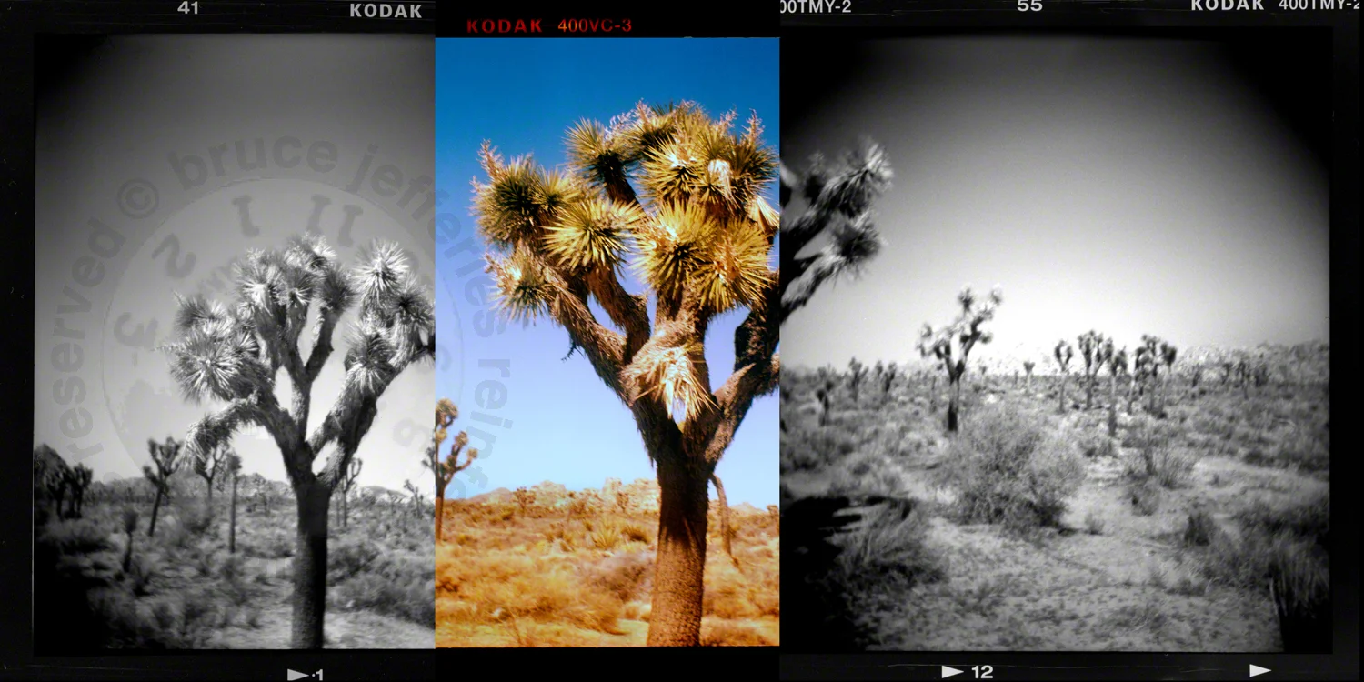joshua tree.jpg