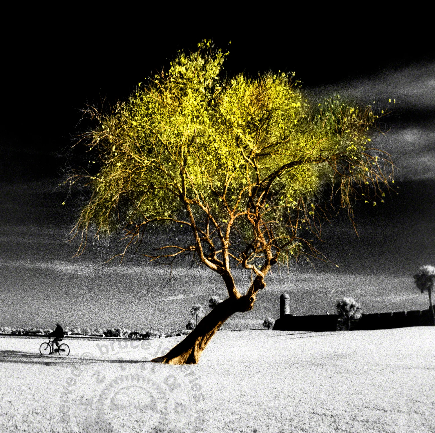 tree and bike.jpg