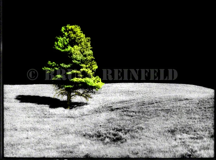 ---NEWone tree7x7.jpg