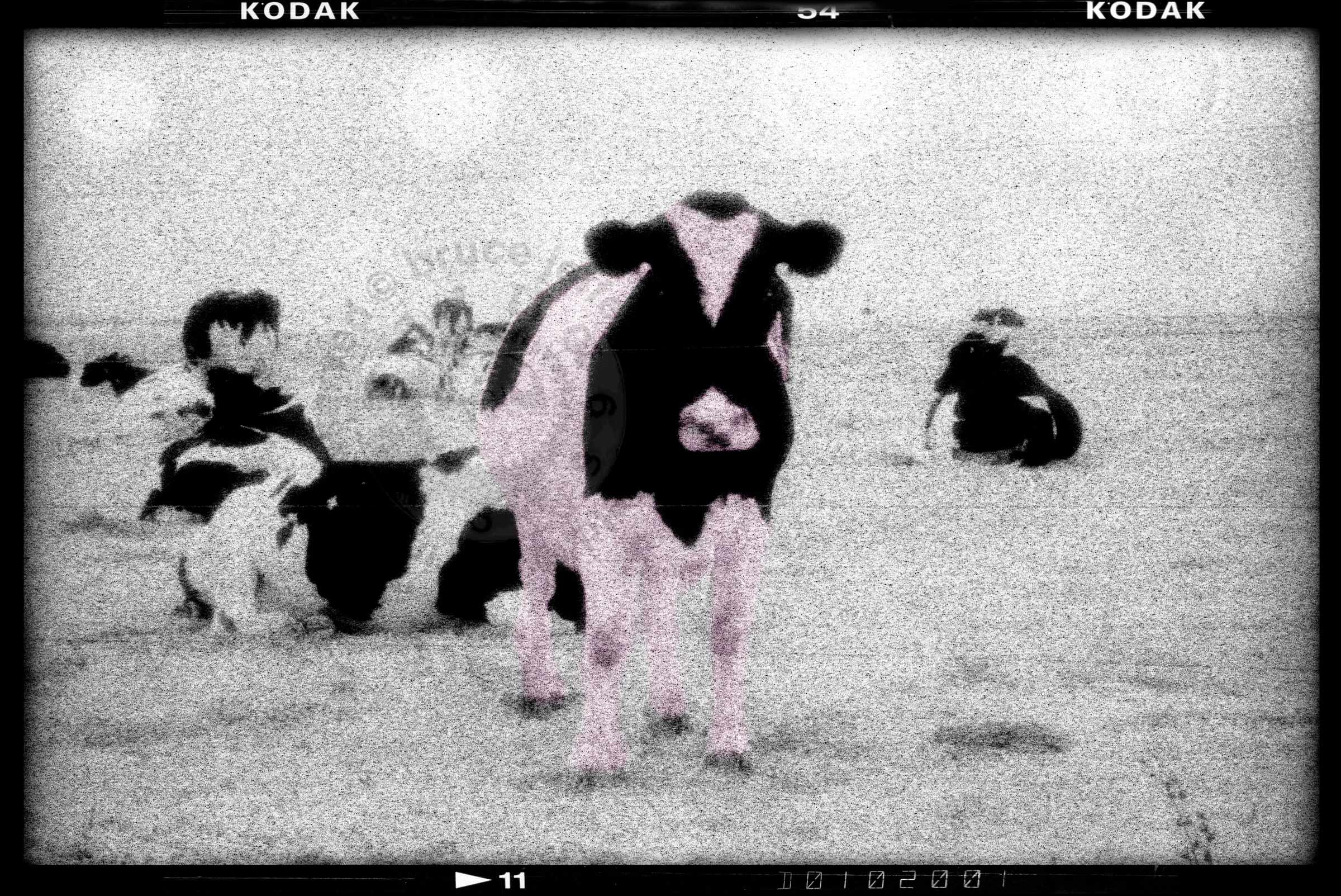 COWS.jpg