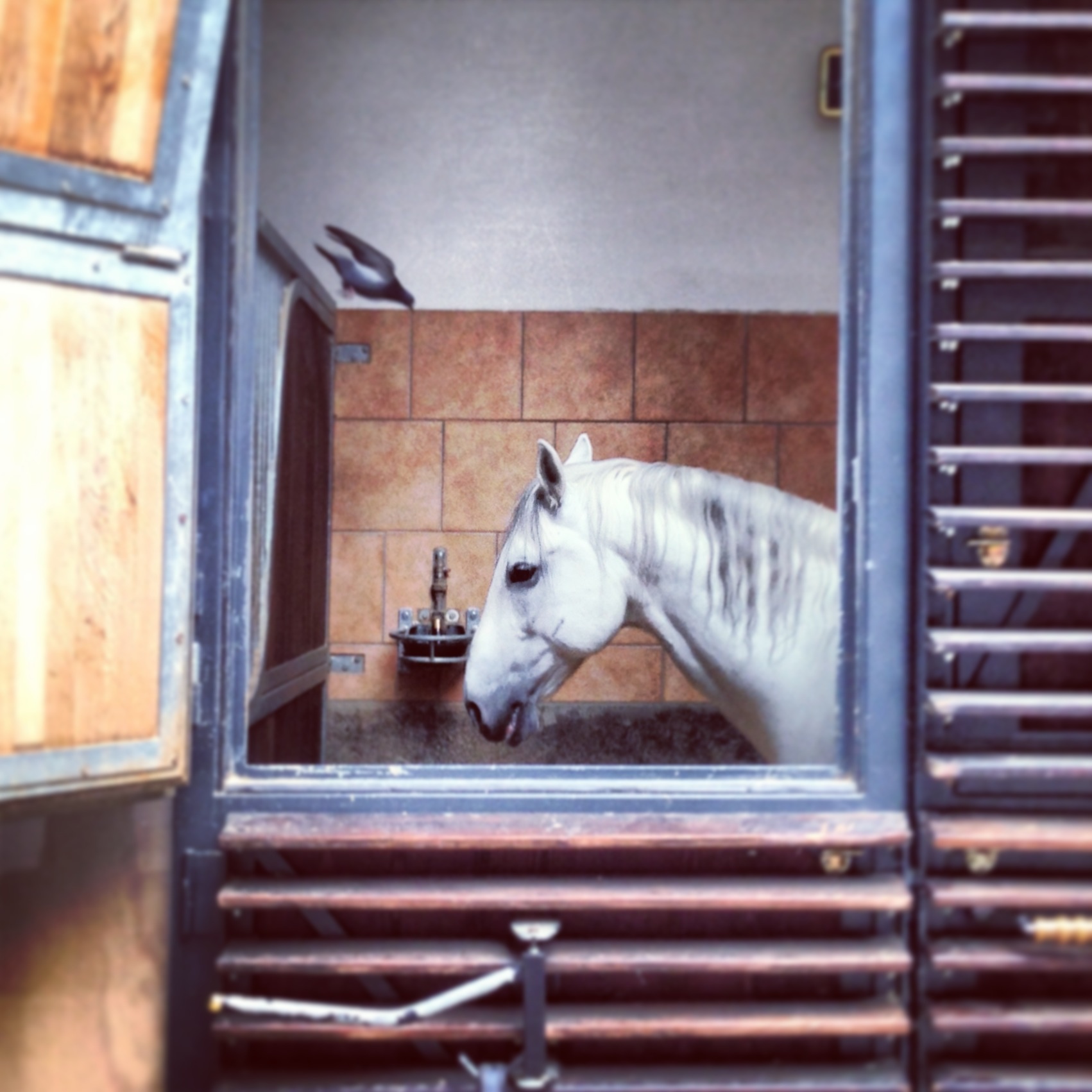 Horse and Bird