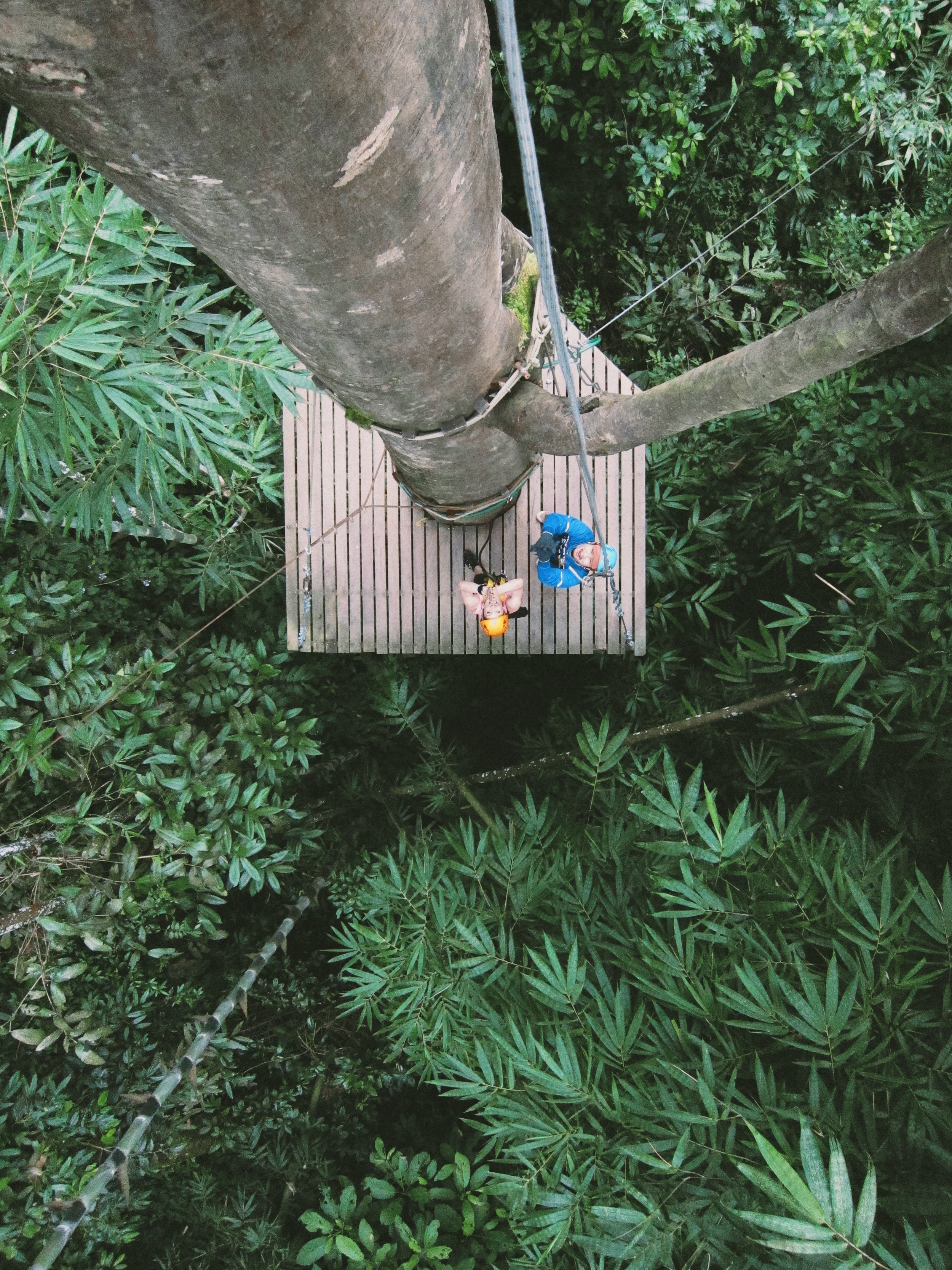 Jungle Trekking