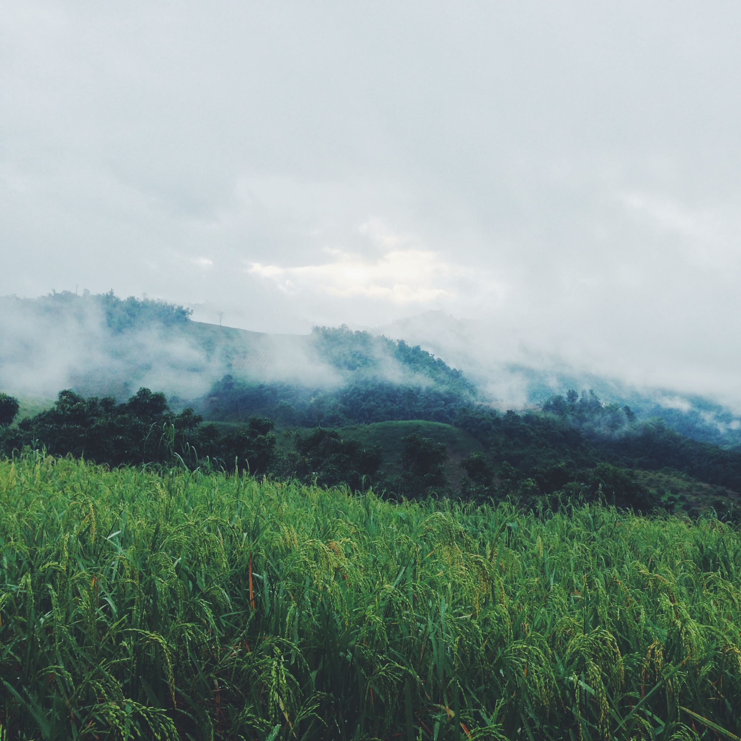 Rice Fields