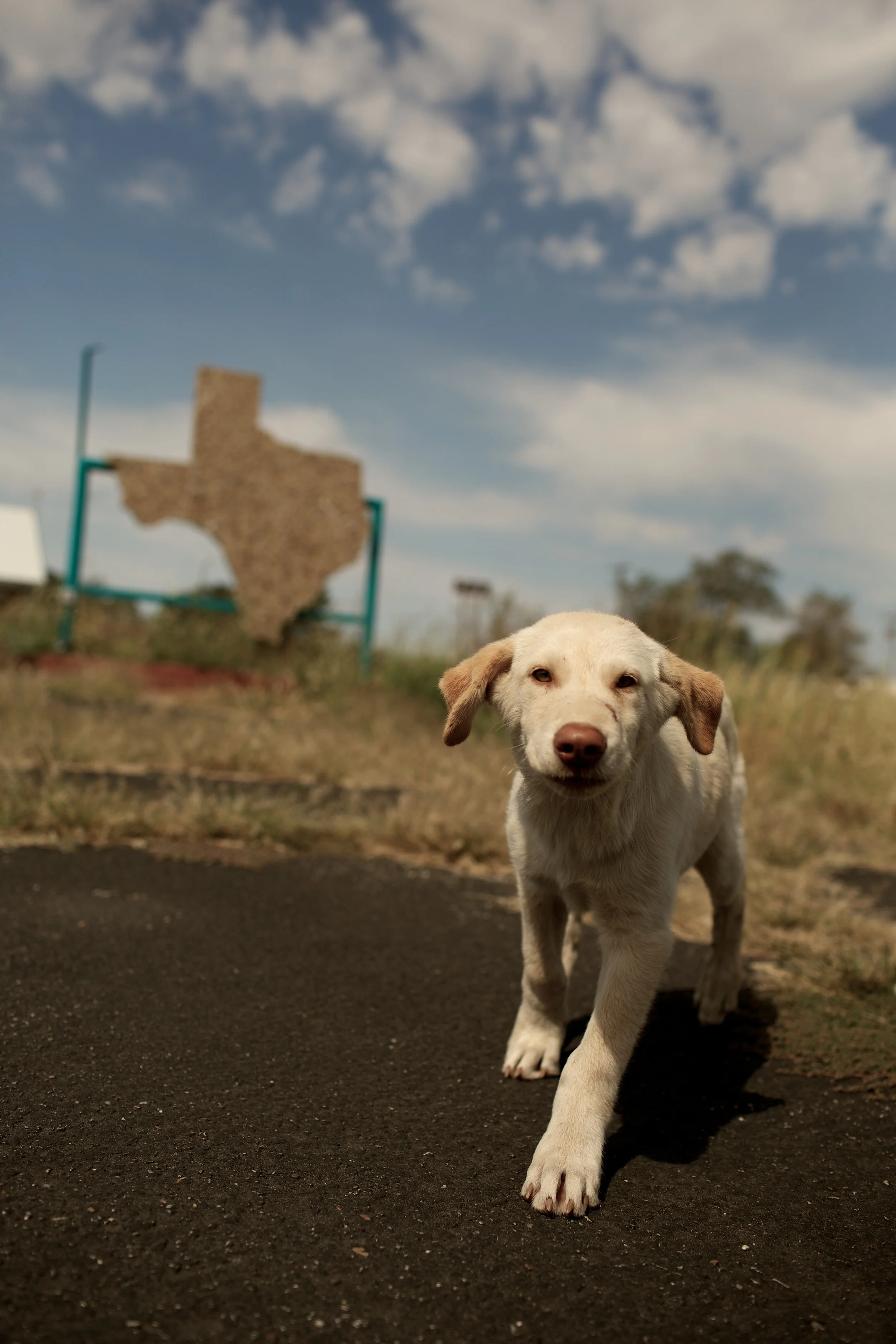 Puppy in Texas
