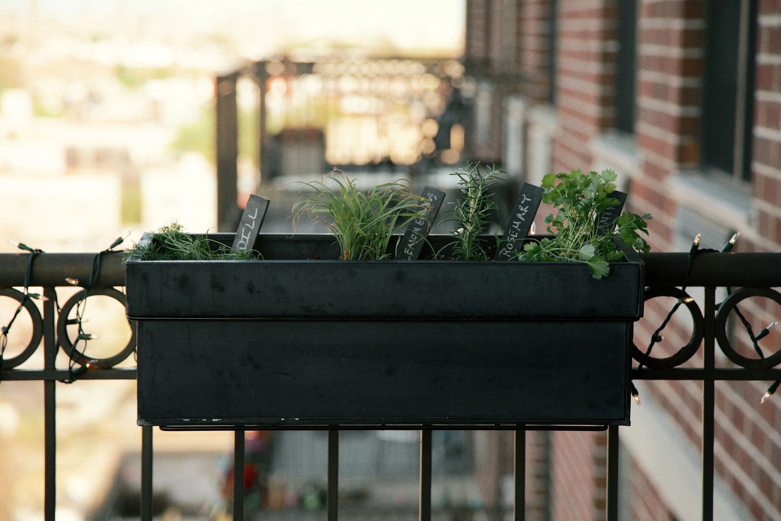 Dill, Lemongrass, Rosemary and Cilantro all in one planter