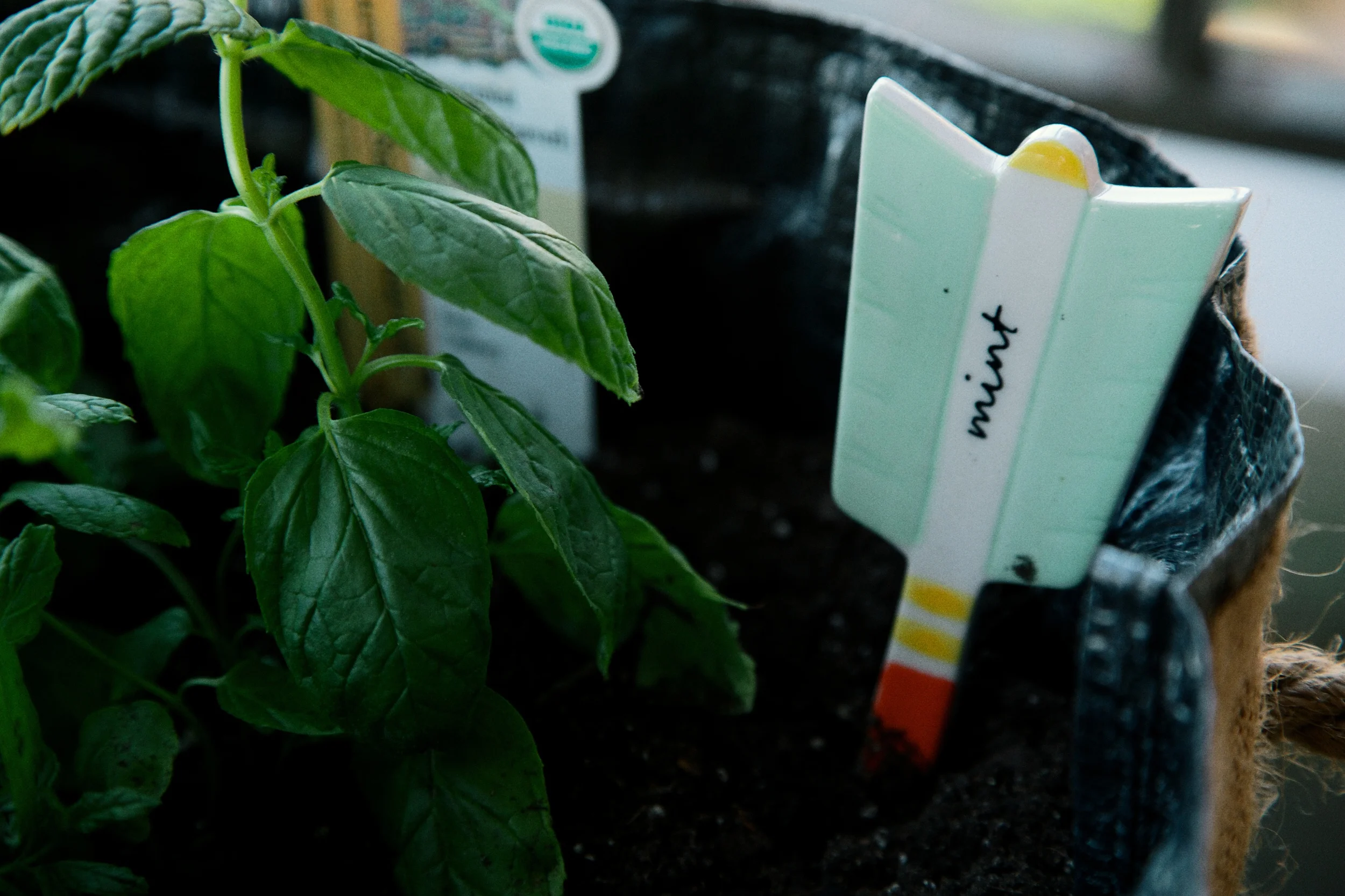 Basil & Mint