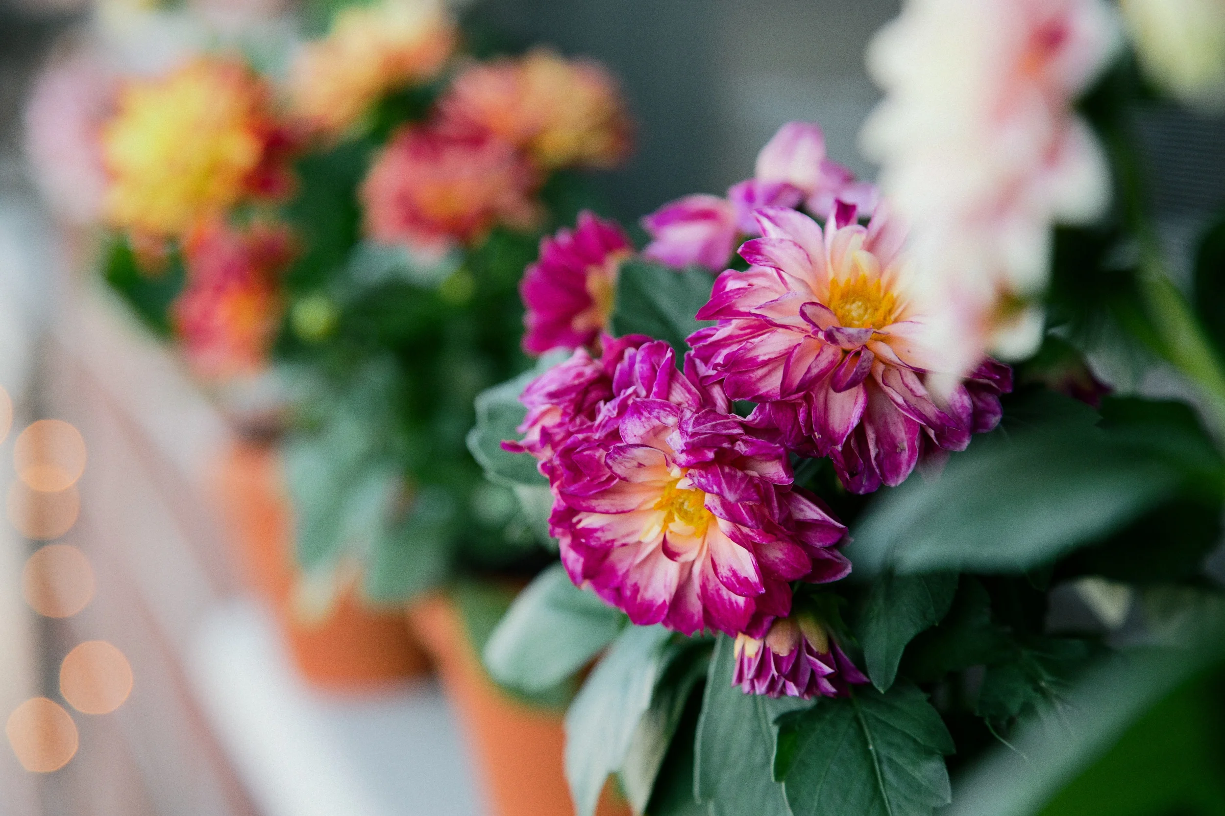A pop of color to bring spring into our outdoor living space