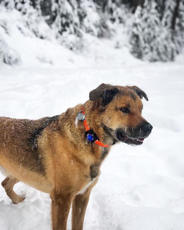 Max was pretty excited for his first big play in the snow this season. #winterishere #dogsofinstagram