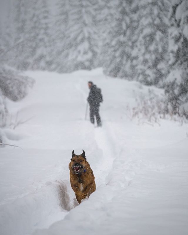Don’t let this picture fool you. He’s actually a really nice dog. Thanks @andrewstrain for grabbing this shot on our snowy dog walk.