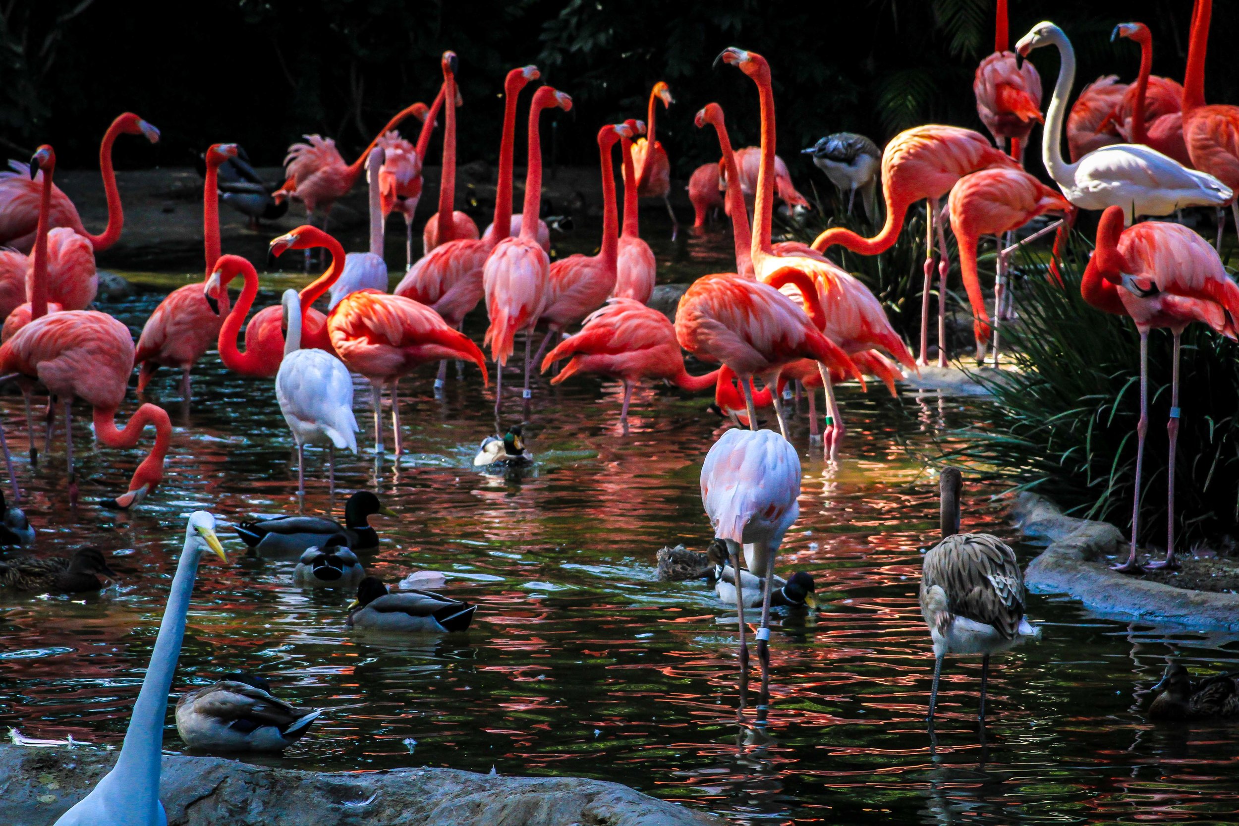 FLAMINGOS (San Diego Zoo)