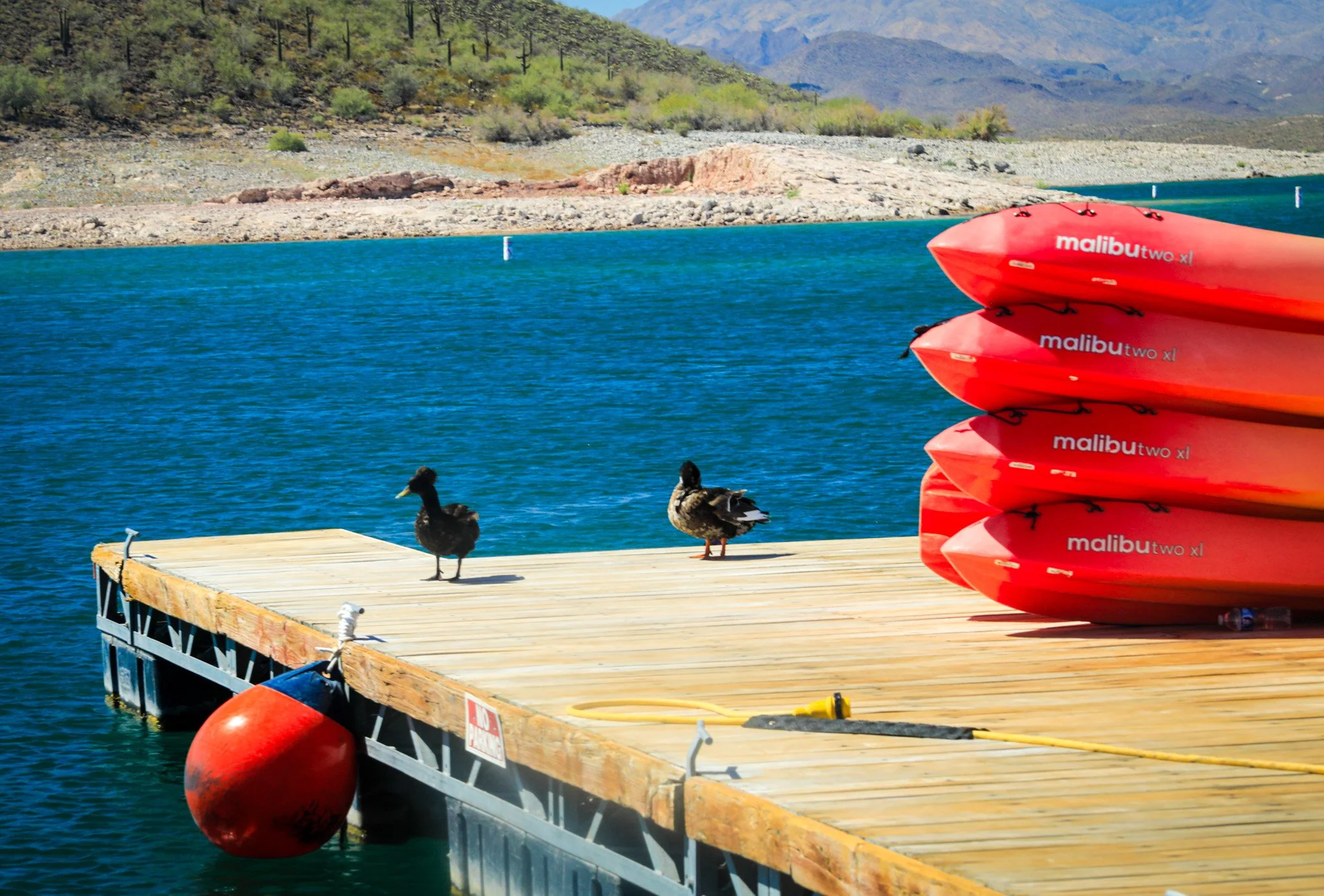  Orange things and 2 ducks 
