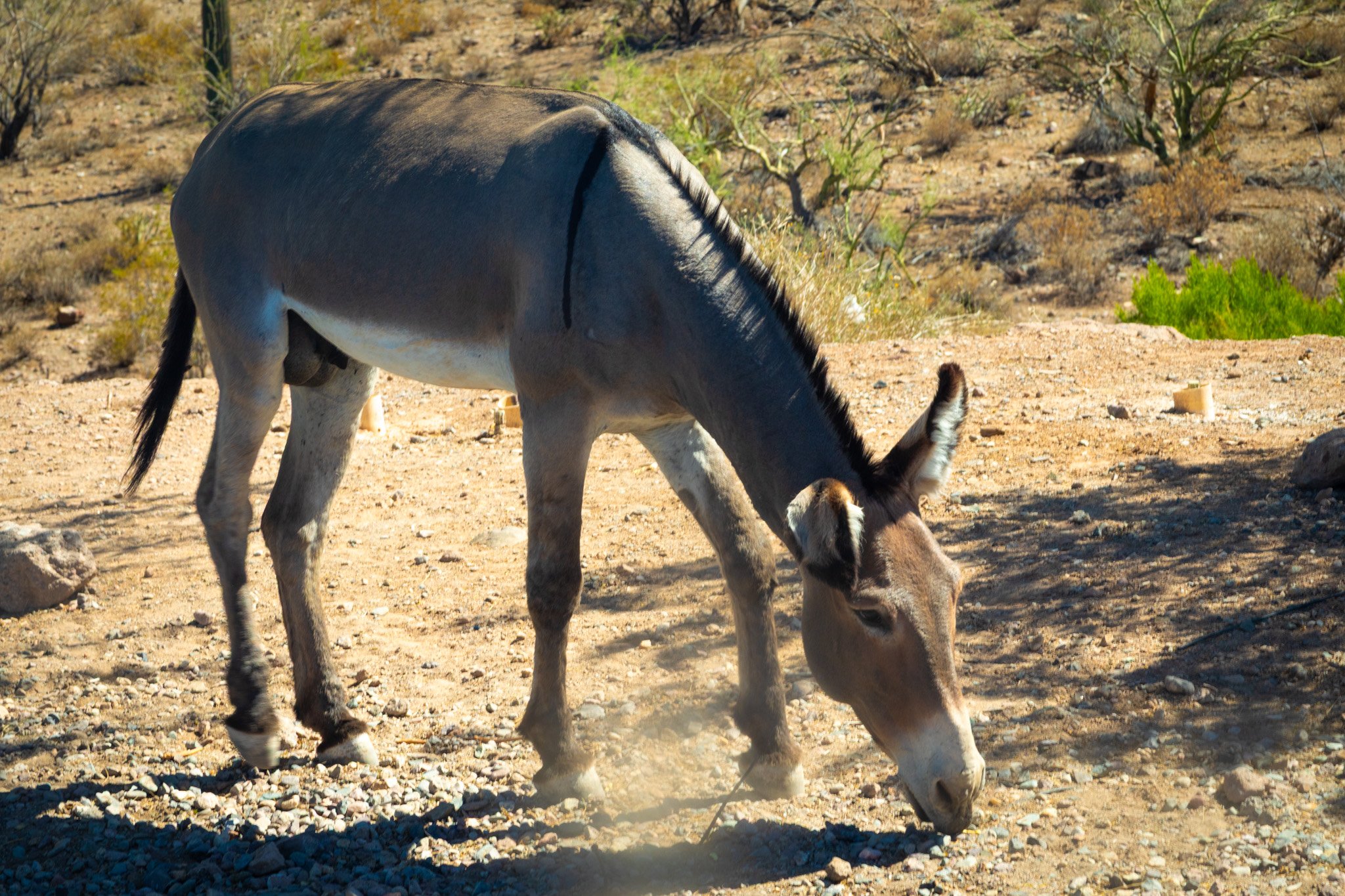  Lake Pleasant burro, Lake Pleasant, Arizona. 