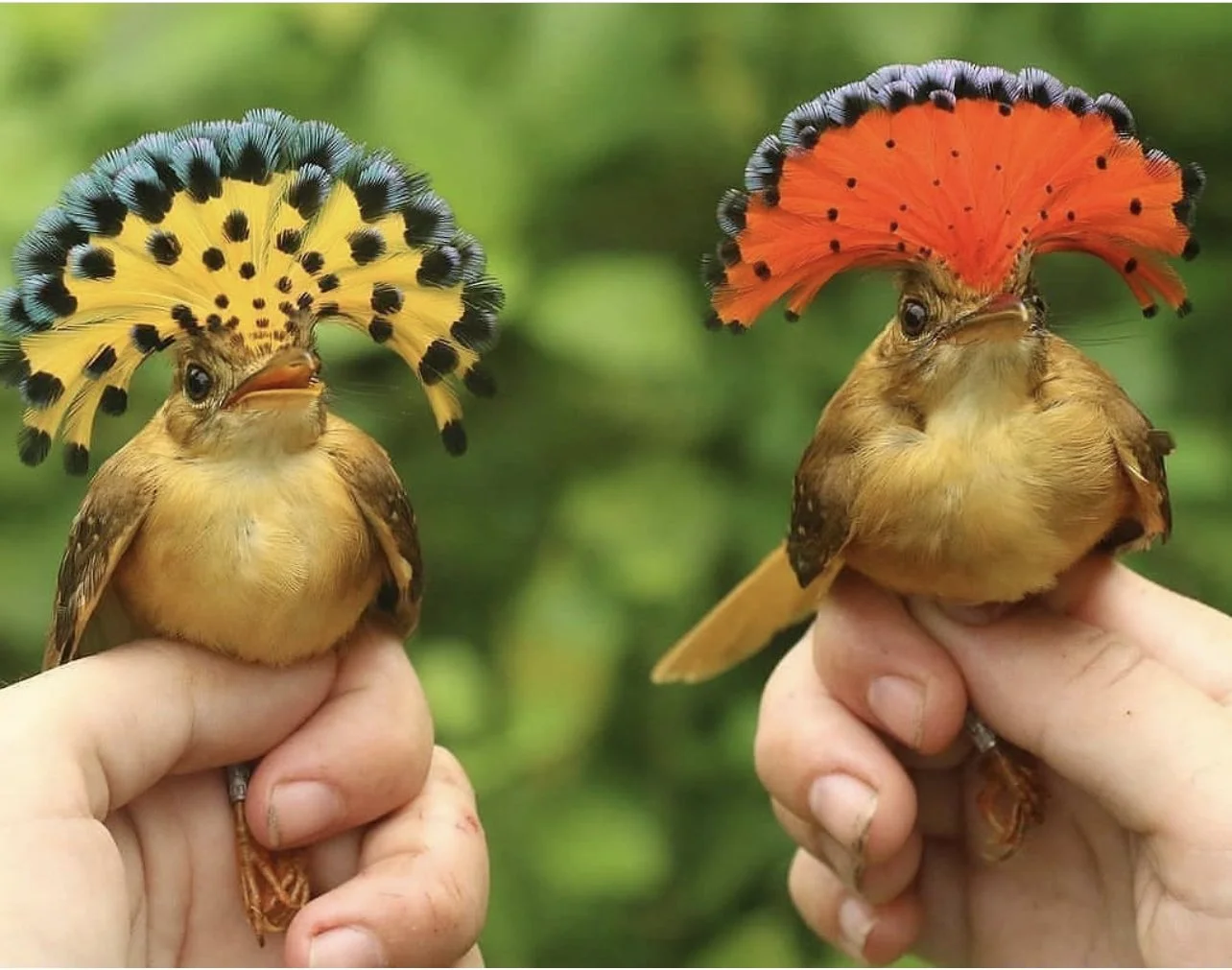Iris Hill _ Nature Nails _ Mood Board_ Royal Fly Catcher Birds.jpg