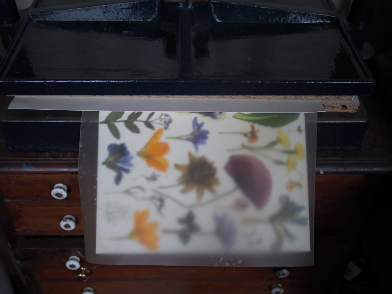 Herbarium DT 4.jpg