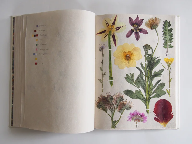 Herbarium 31.jpg