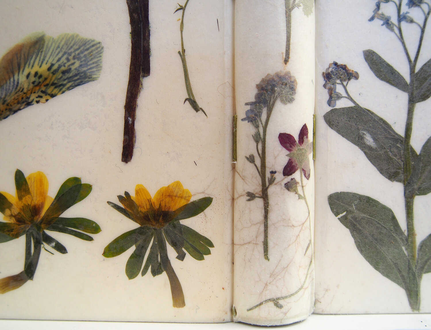 Herbarium+18.jpg