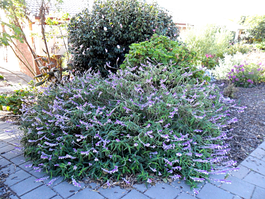 purple bush.JPG