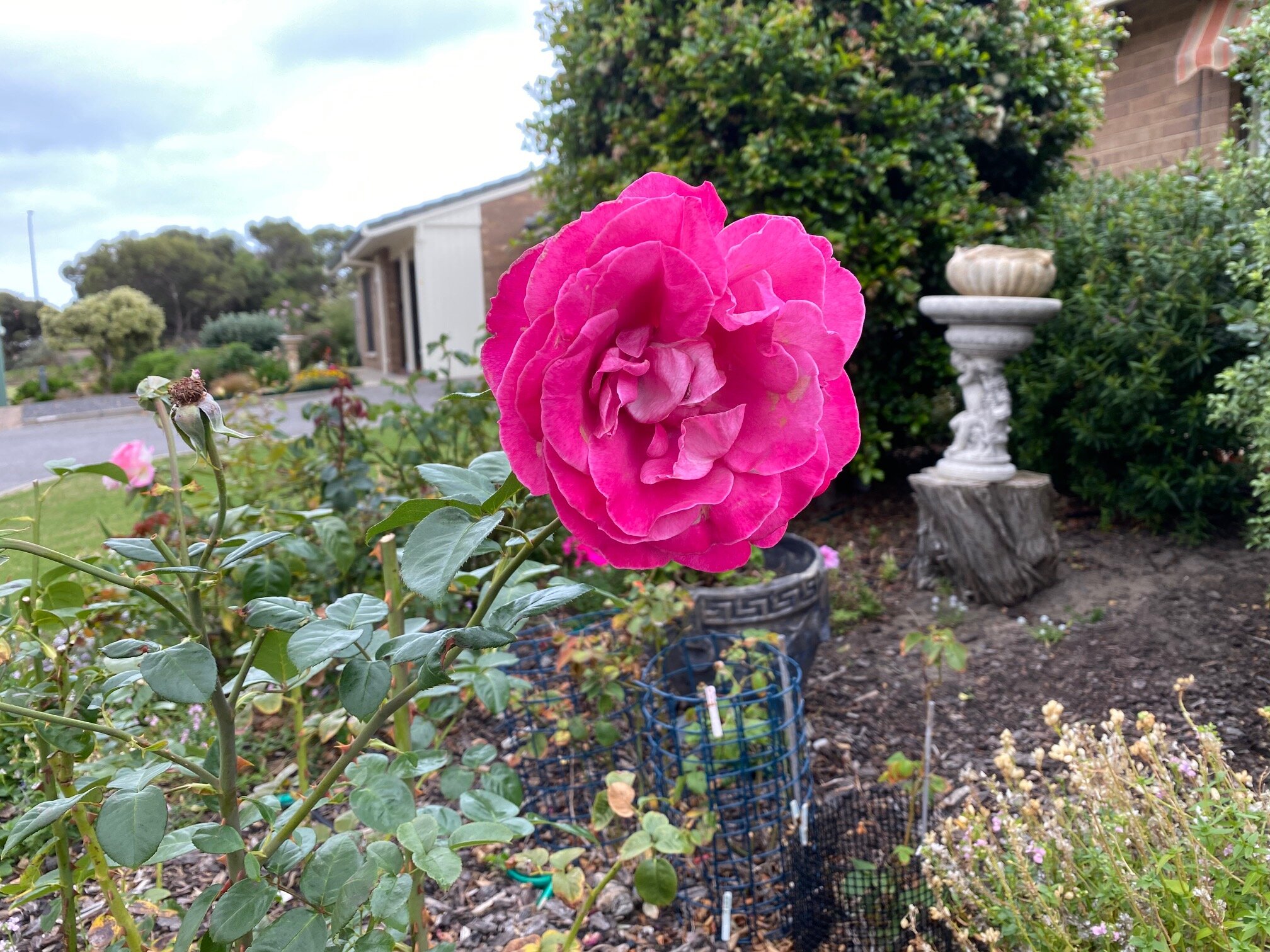 pink flowers.jpg