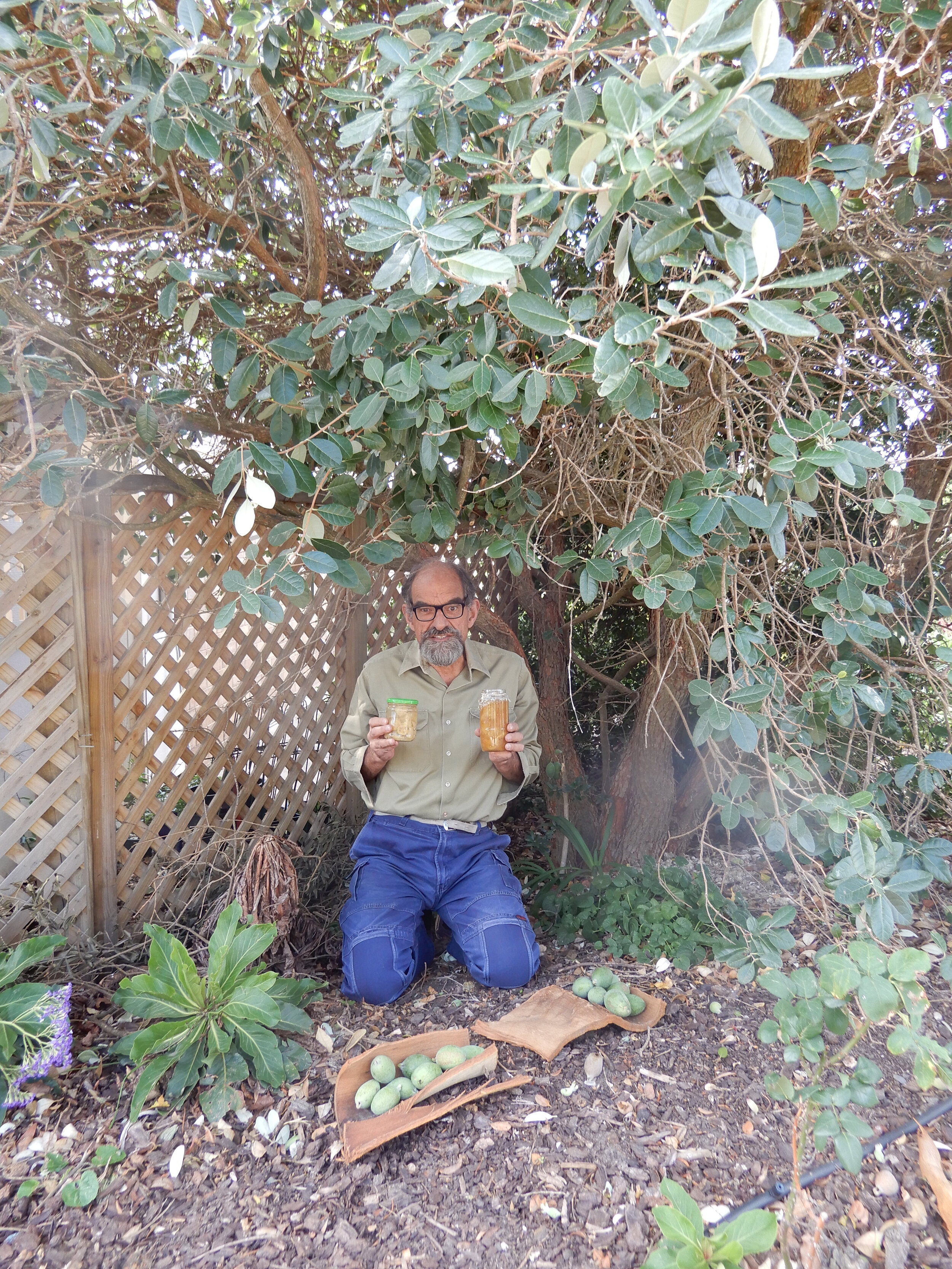 Harbor Village Feijoa tree A.JPG