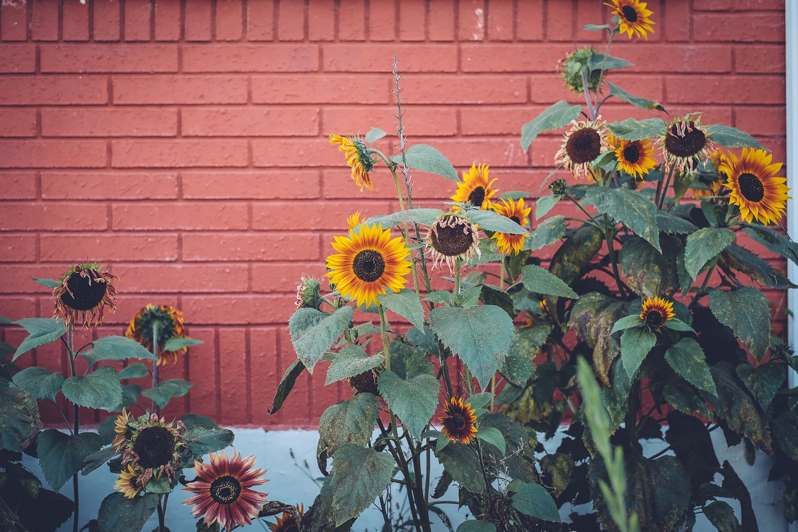 downtown_walk_0903158.jpg