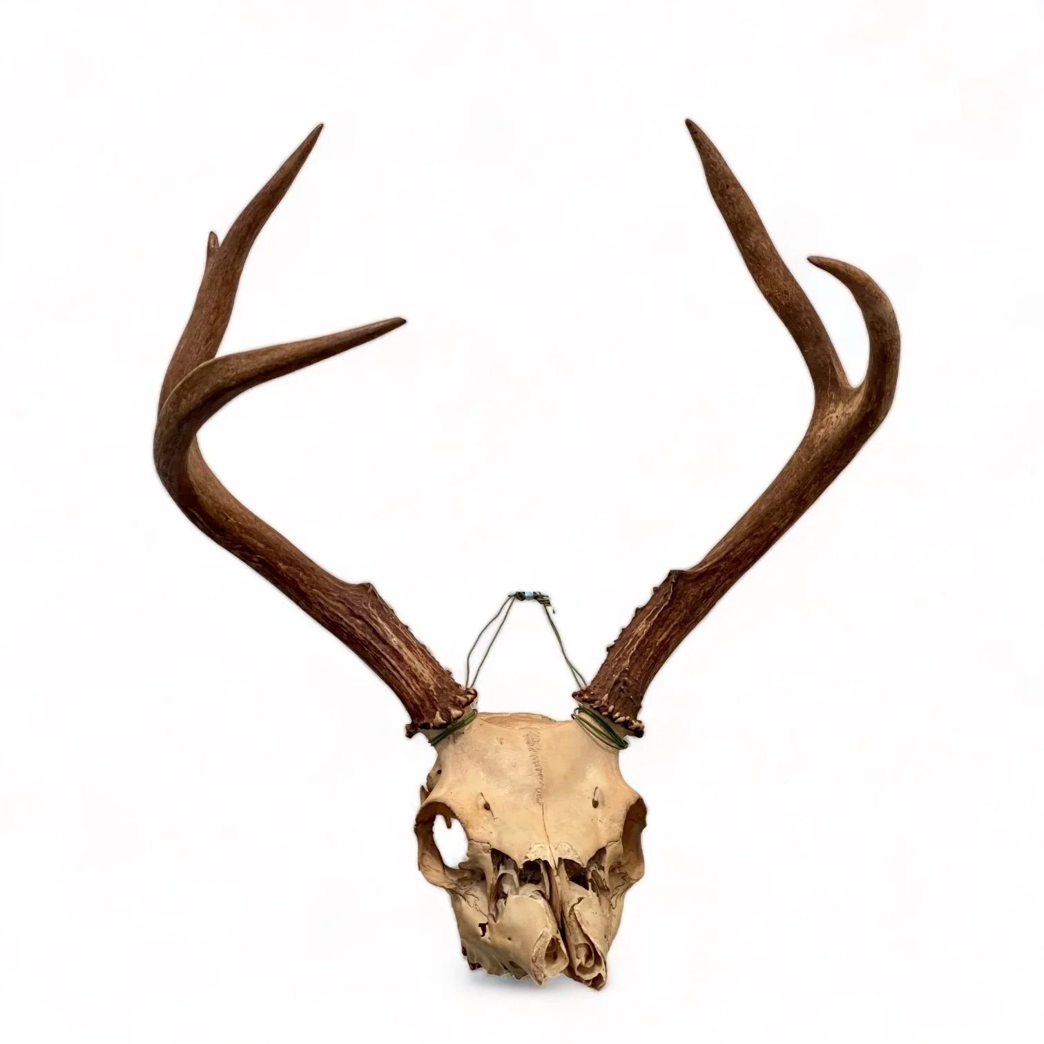 Vintage deer skull and antlers taxidermy mount for rustic decor in cabins or hunting lodges.