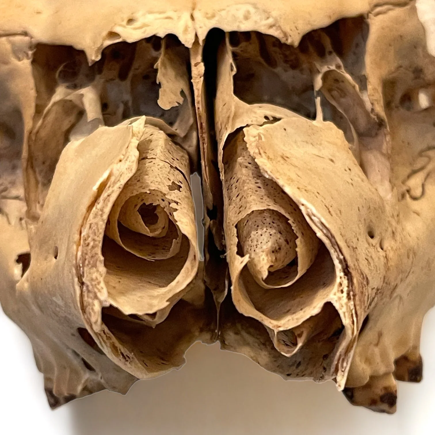 Vintage deer skull and antlers.