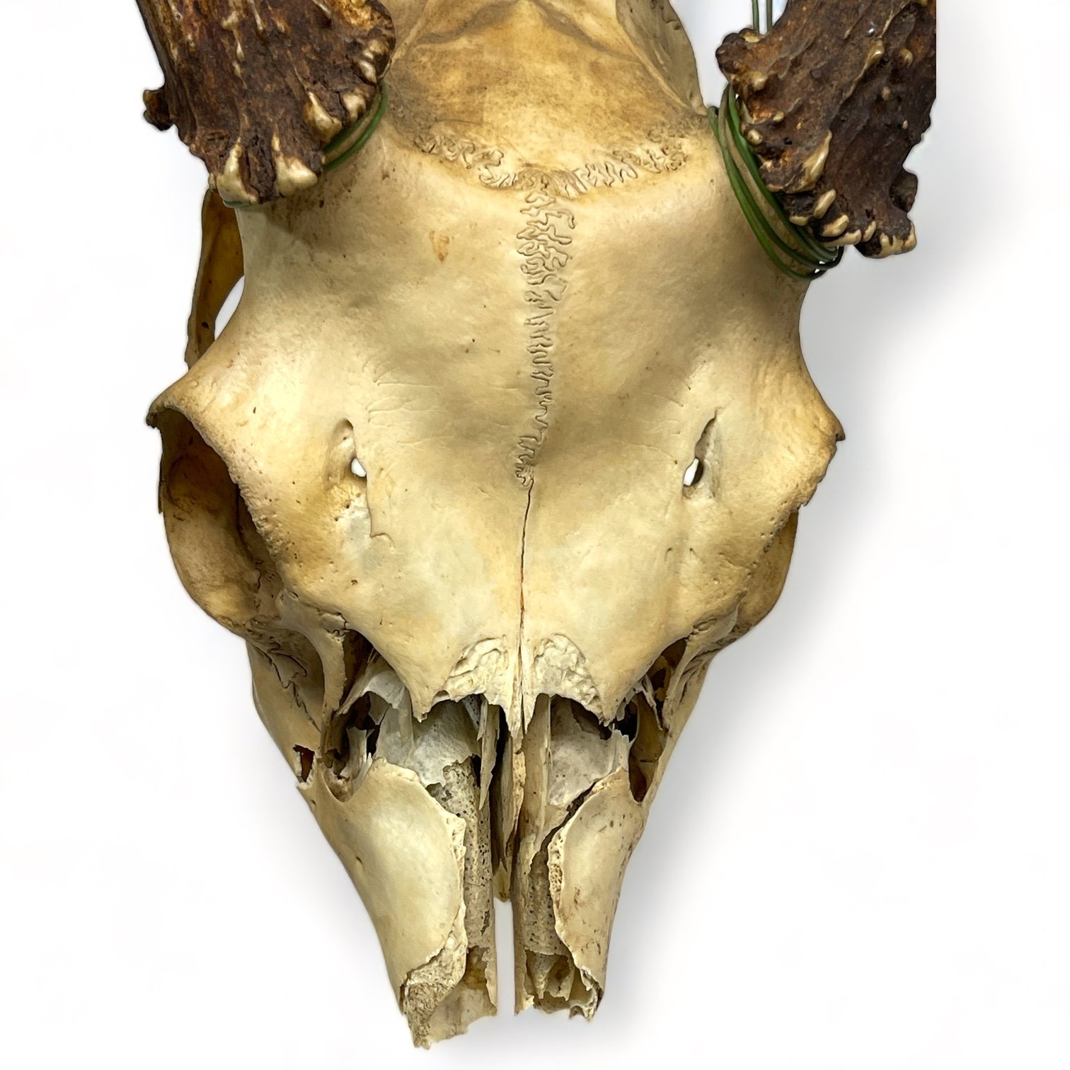 Vintage deer skull and antlers taxidermy mount for rustic decor in cabins or hunting lodges.