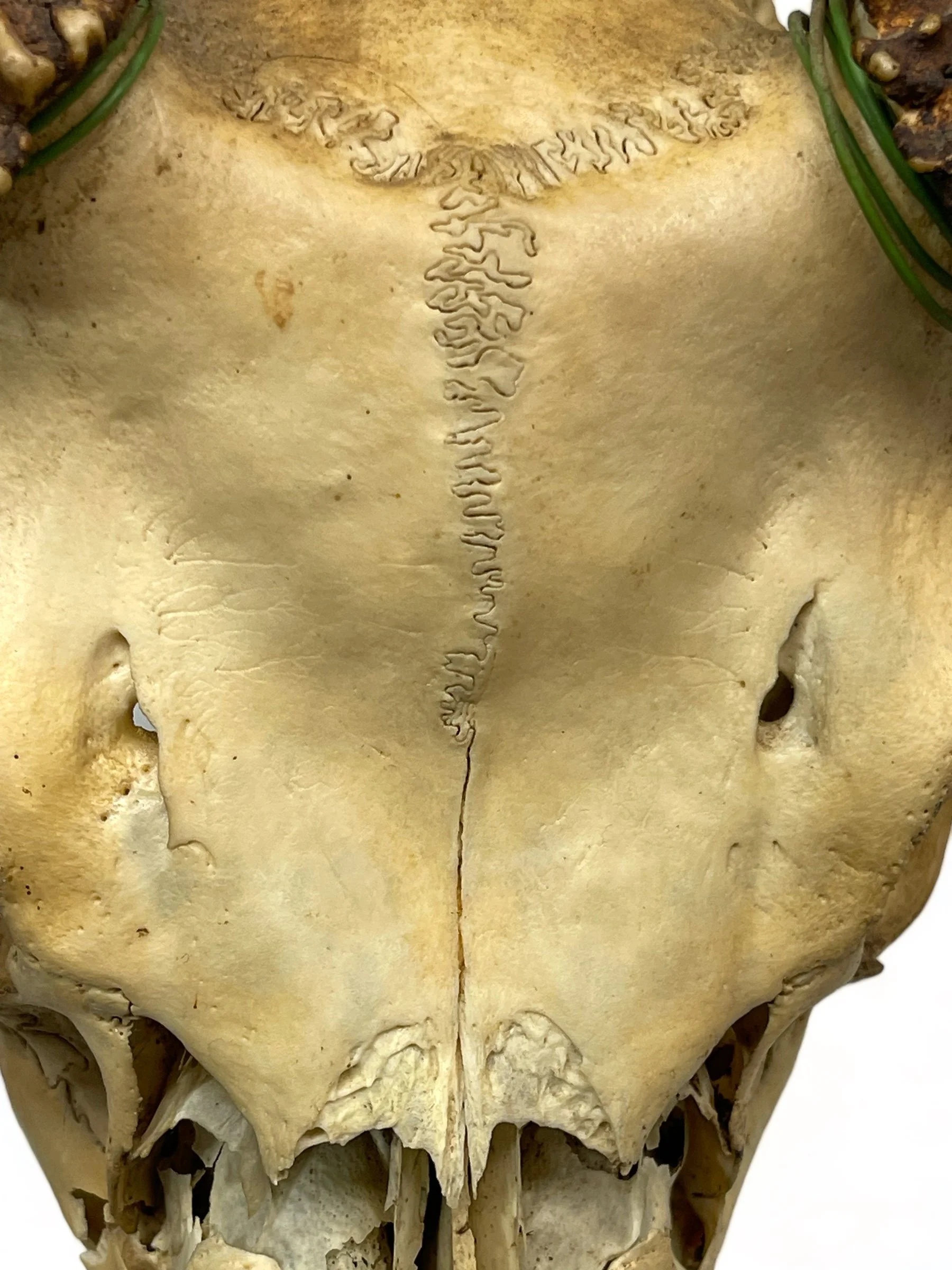 Vintage deer skull and antlers.