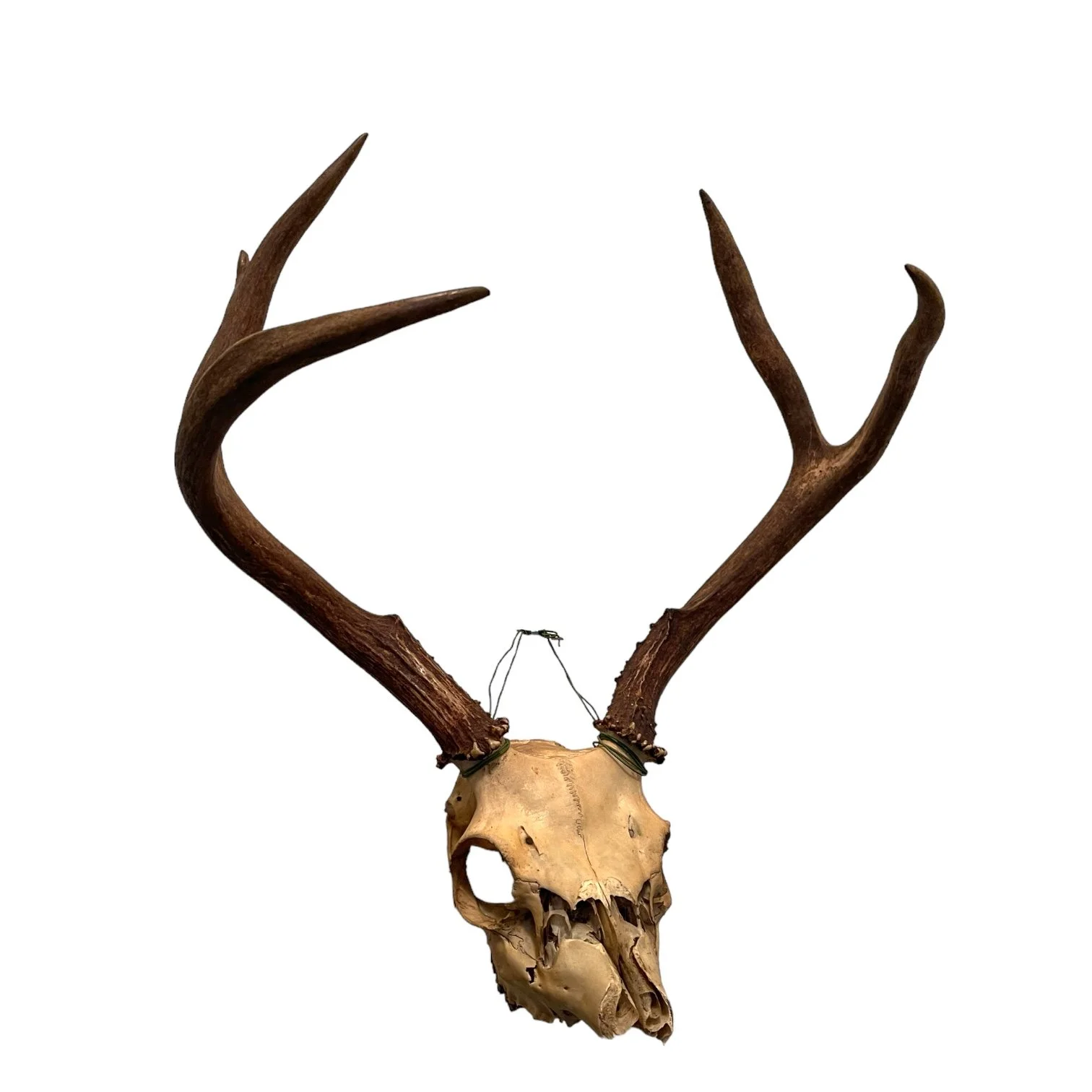Vintage deer skull and antlers taxidermy mount for rustic decor in cabins or hunting lodges.