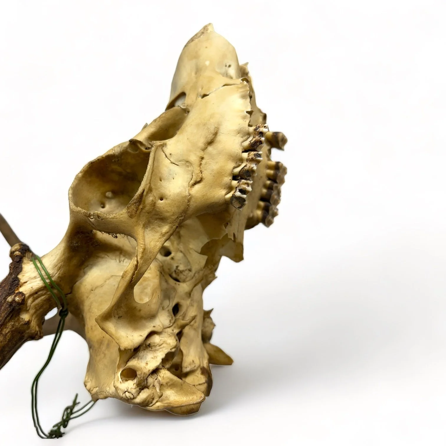 Vintage deer skull and antlers.